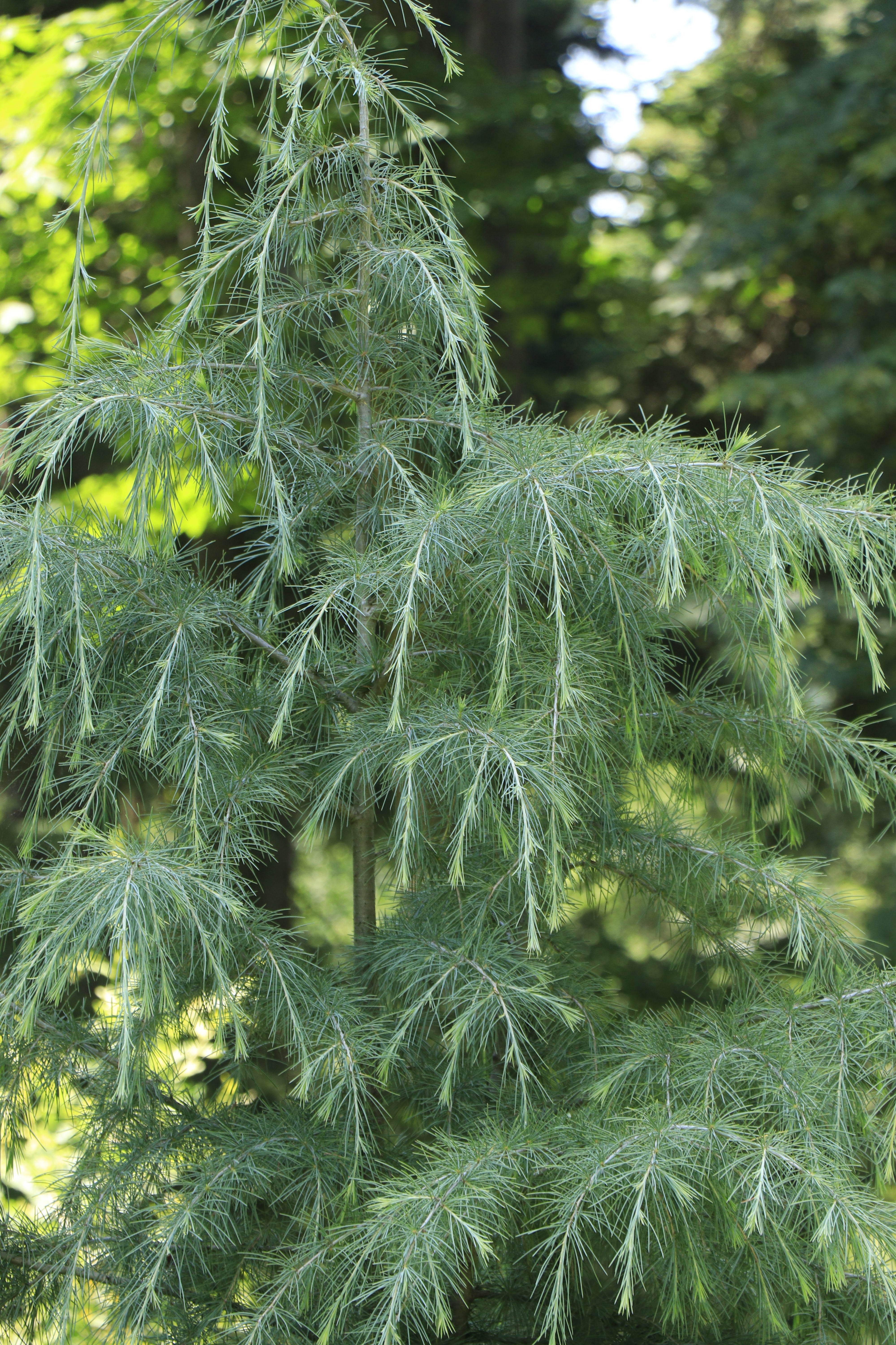 Cedrus deodora - John Cullen Gardens