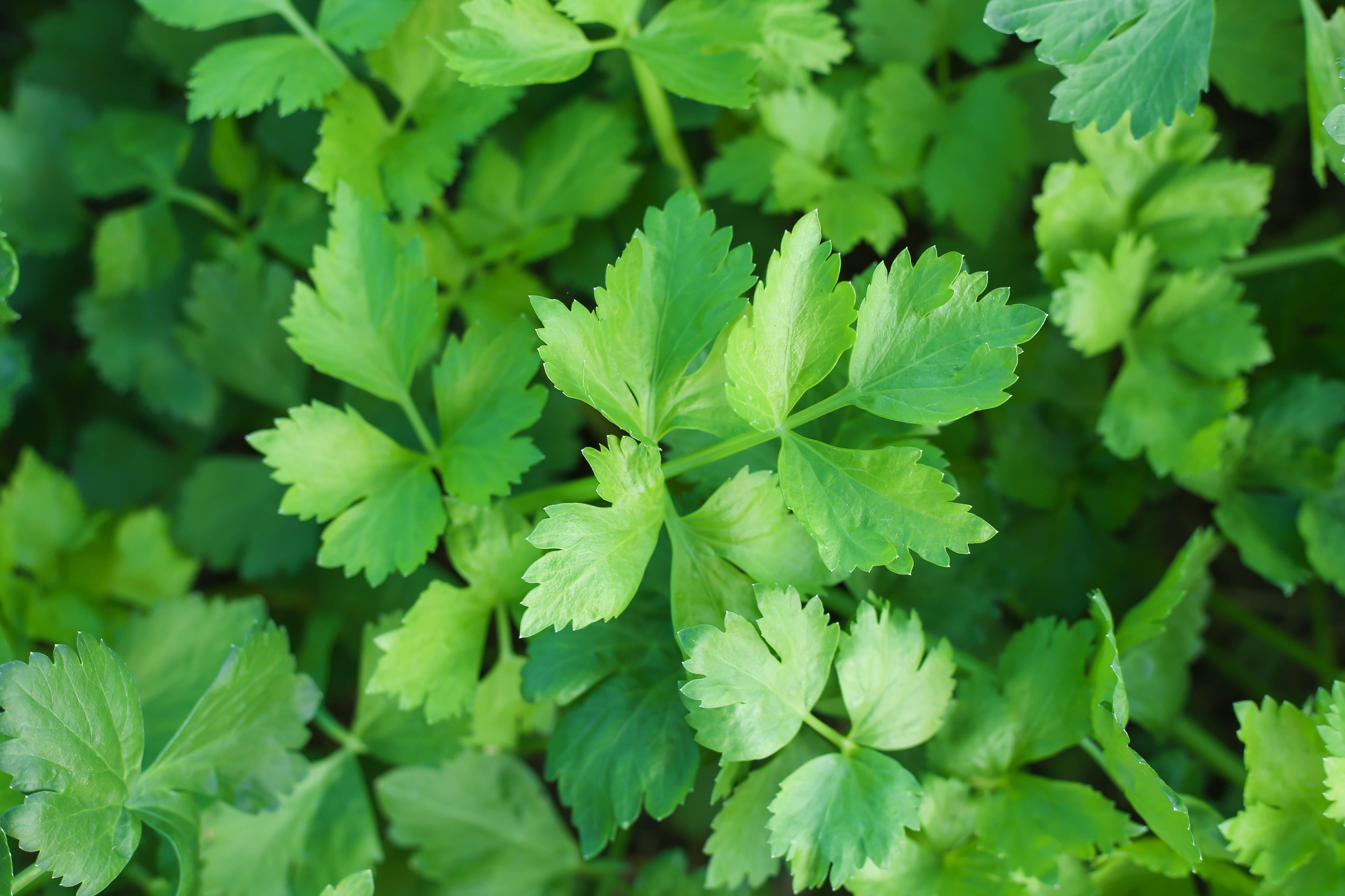 Celery leaf - John Cullen Gardens