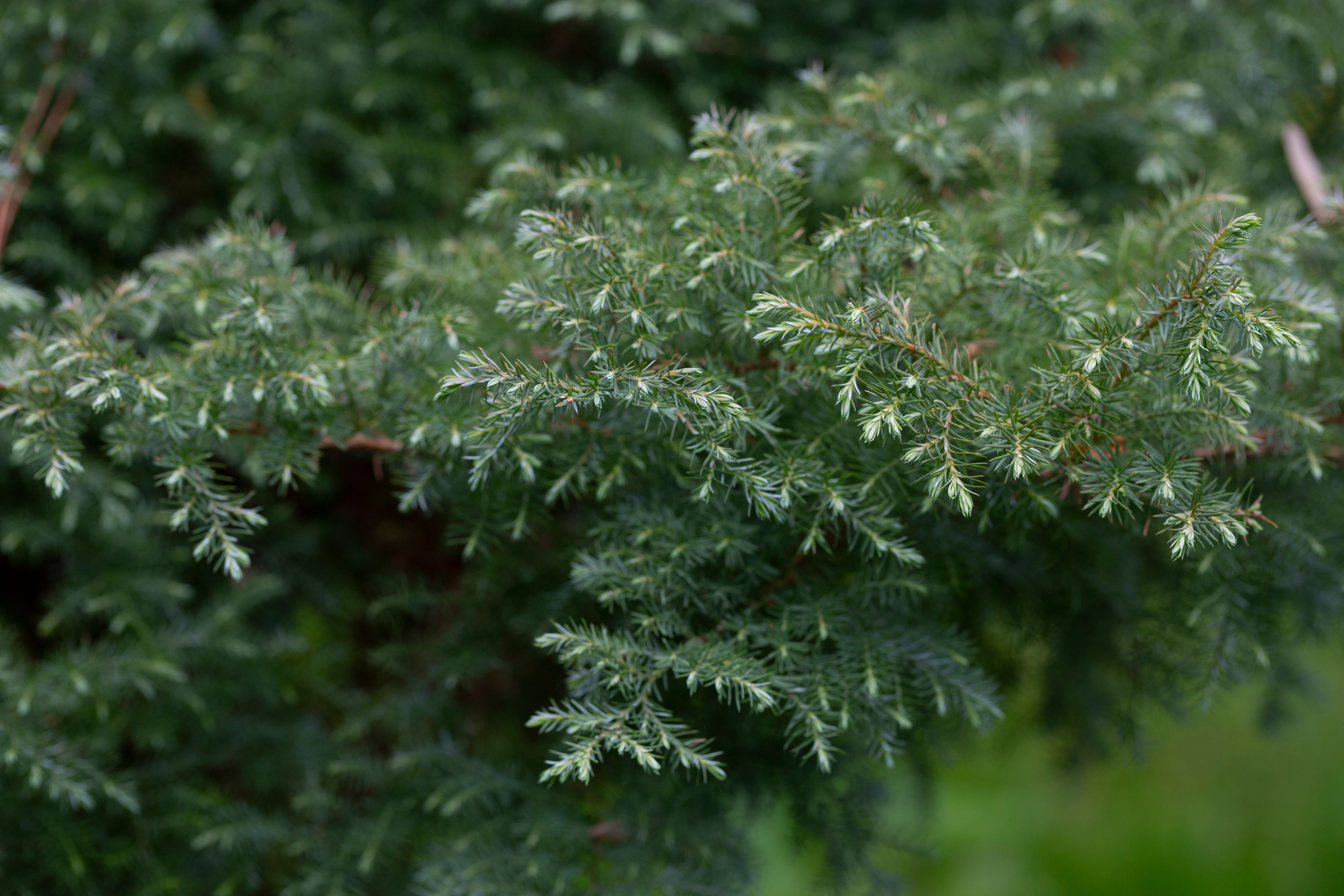 Chamaecyparis pisifera 'Boulevard' - John Cullen Gardens