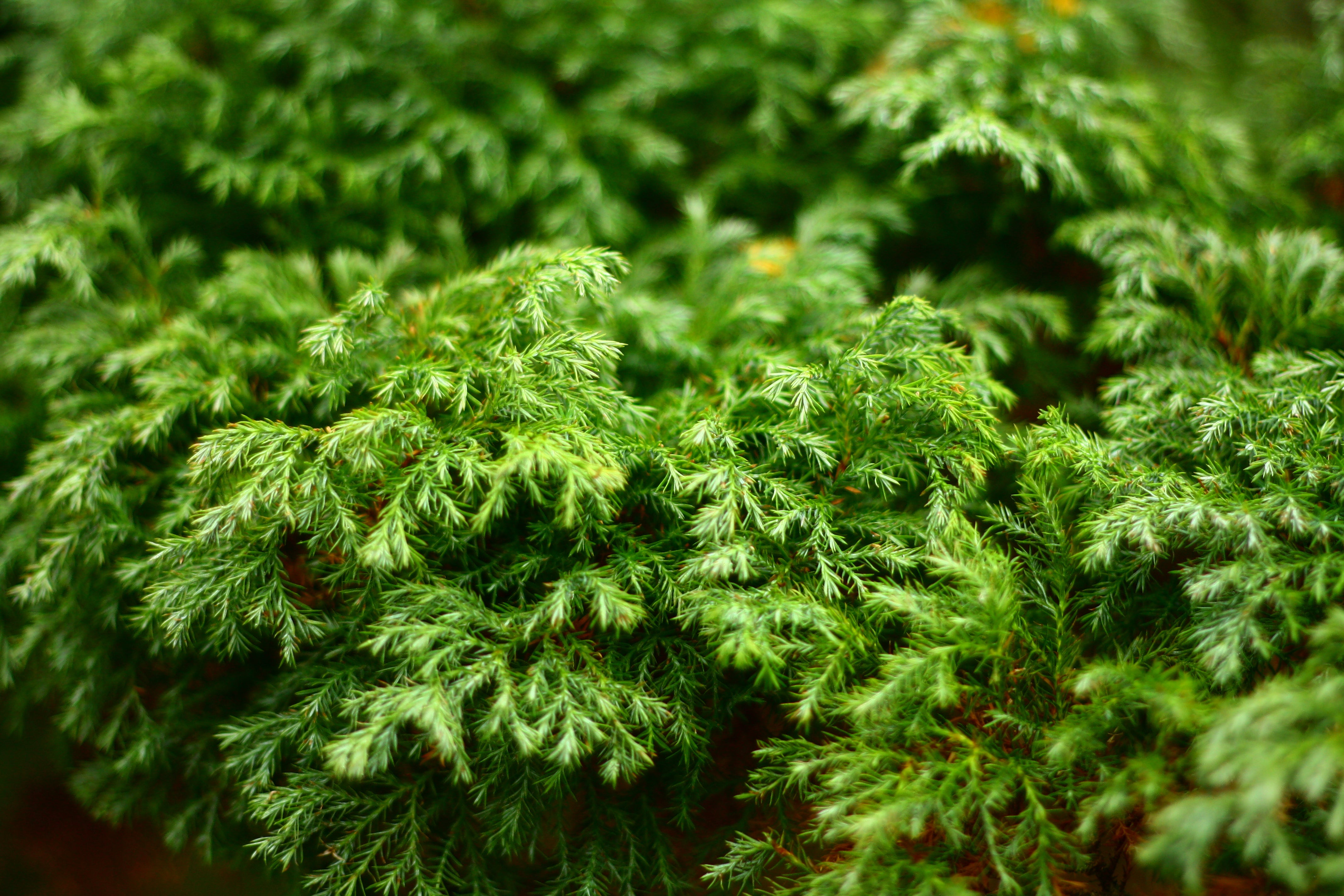 Chamaecyparis pisifera 'Squarrosa Sulphurea'