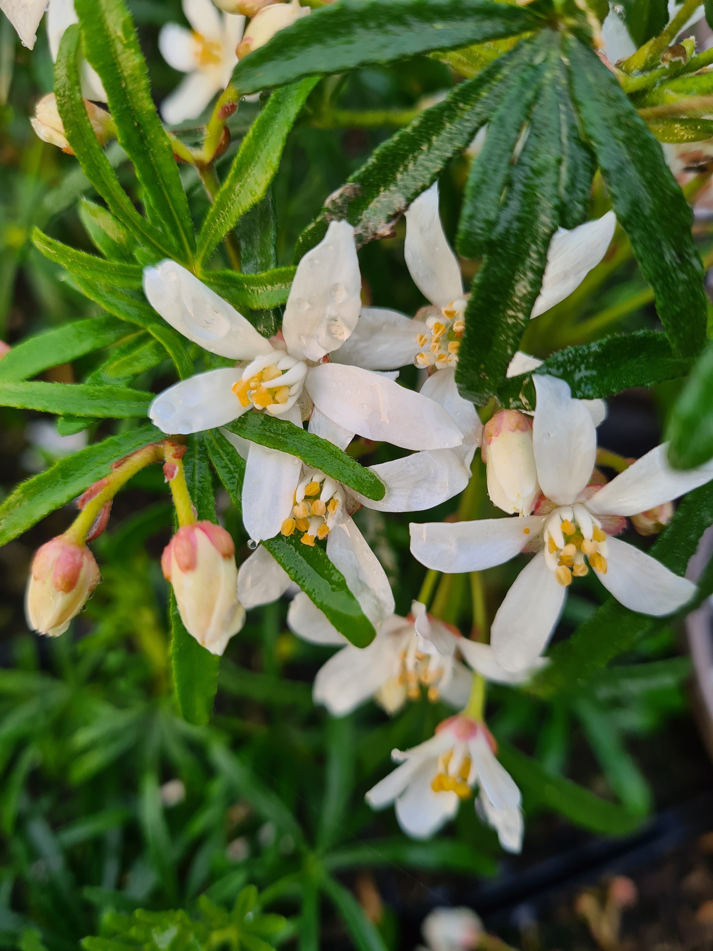 Choisya 'White Dazzler' - John Cullen Gardens