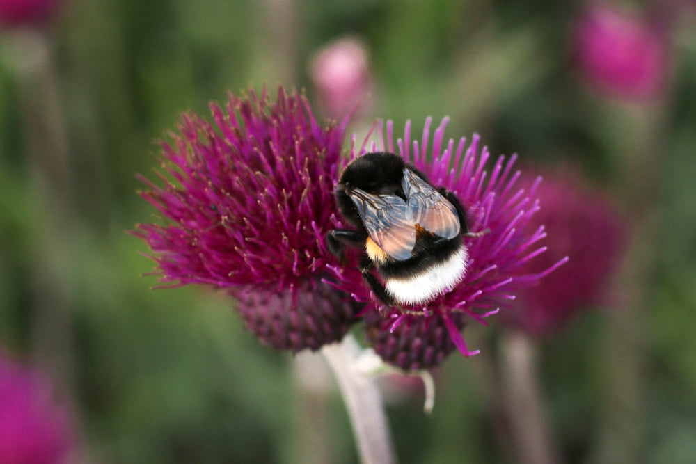 Cirsium rivulare 'Trevor's Blue Wonder' - John Cullen Gardens