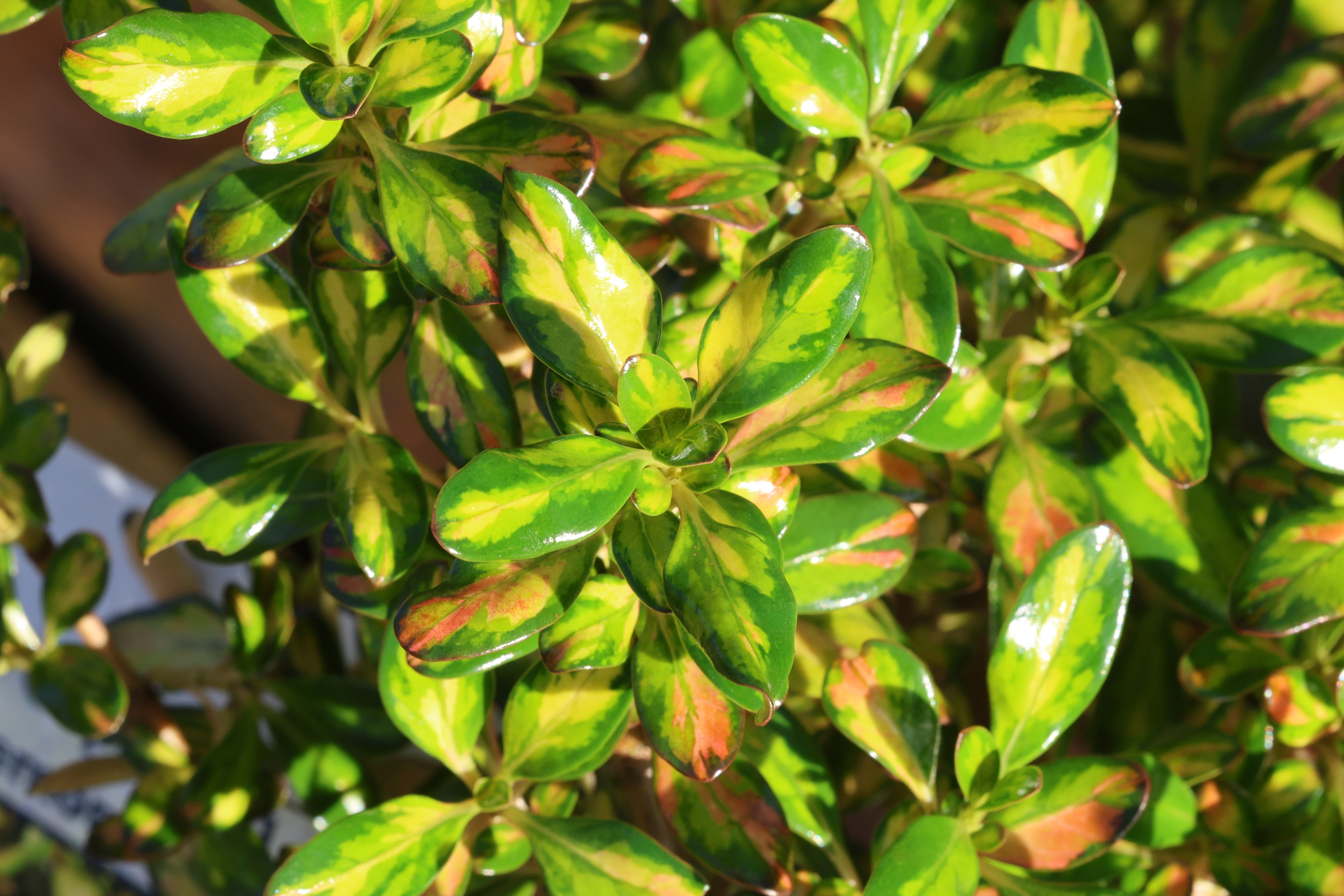Coprosma 'Lemon & Lime' (PBR) - John Cullen Gardens