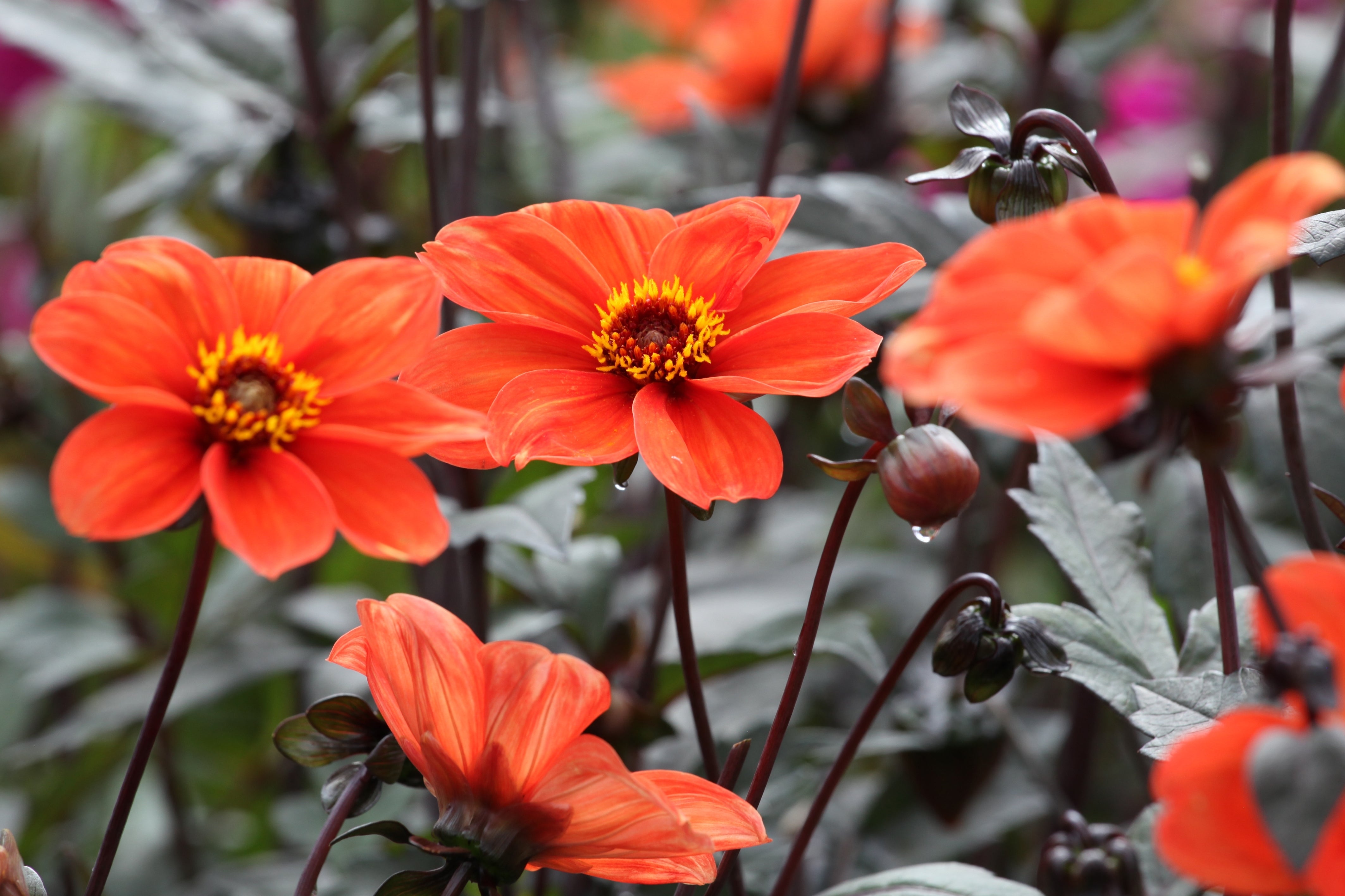 Dahlia 'Bishop of Oxford' - John Cullen Gardens