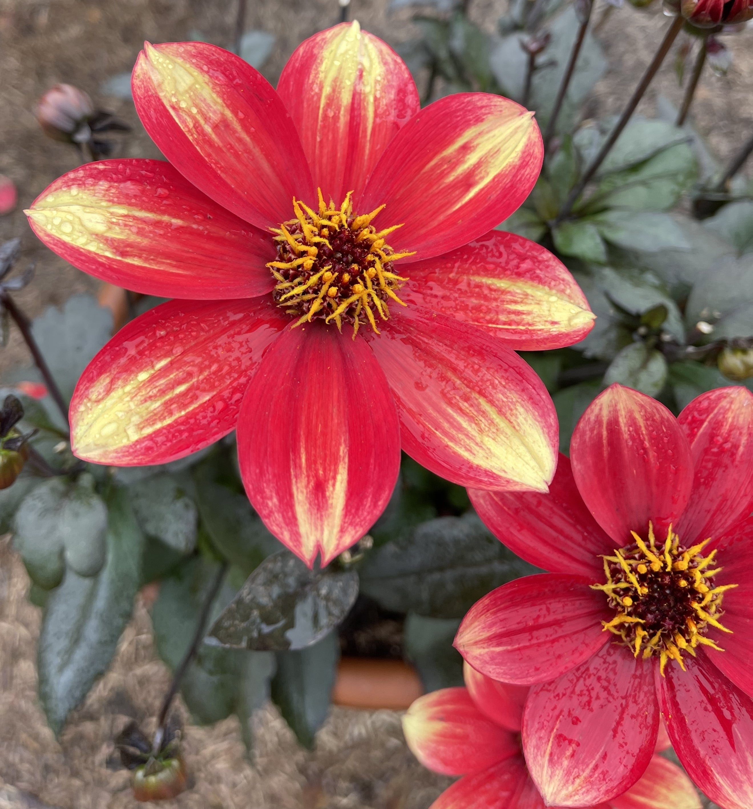 Dahlia 'Dahlegria BiColore' (PBR) - John Cullen Gardens
