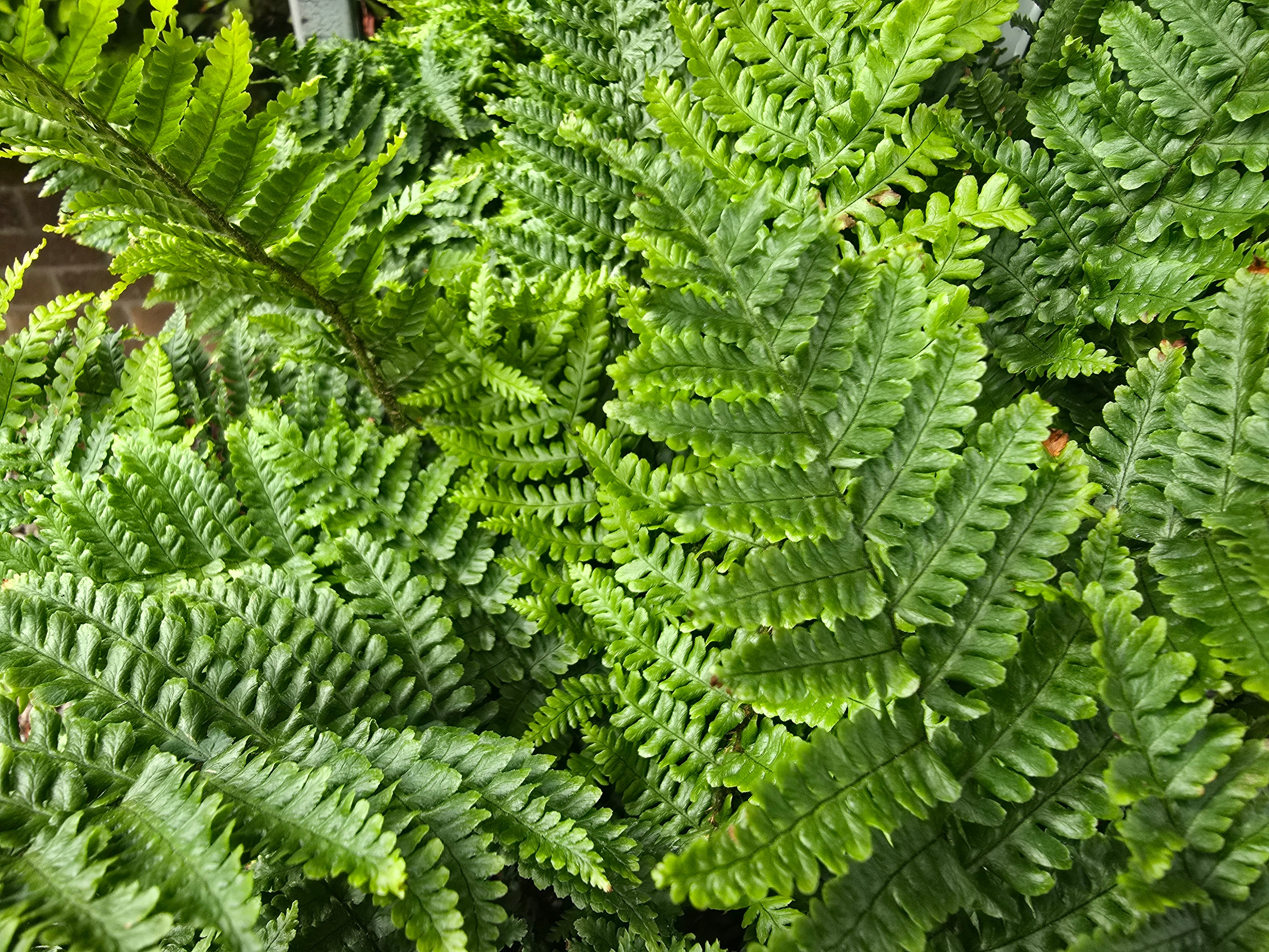 Dryopteris affinis 'Cristata the King' - John Cullen Gardens
