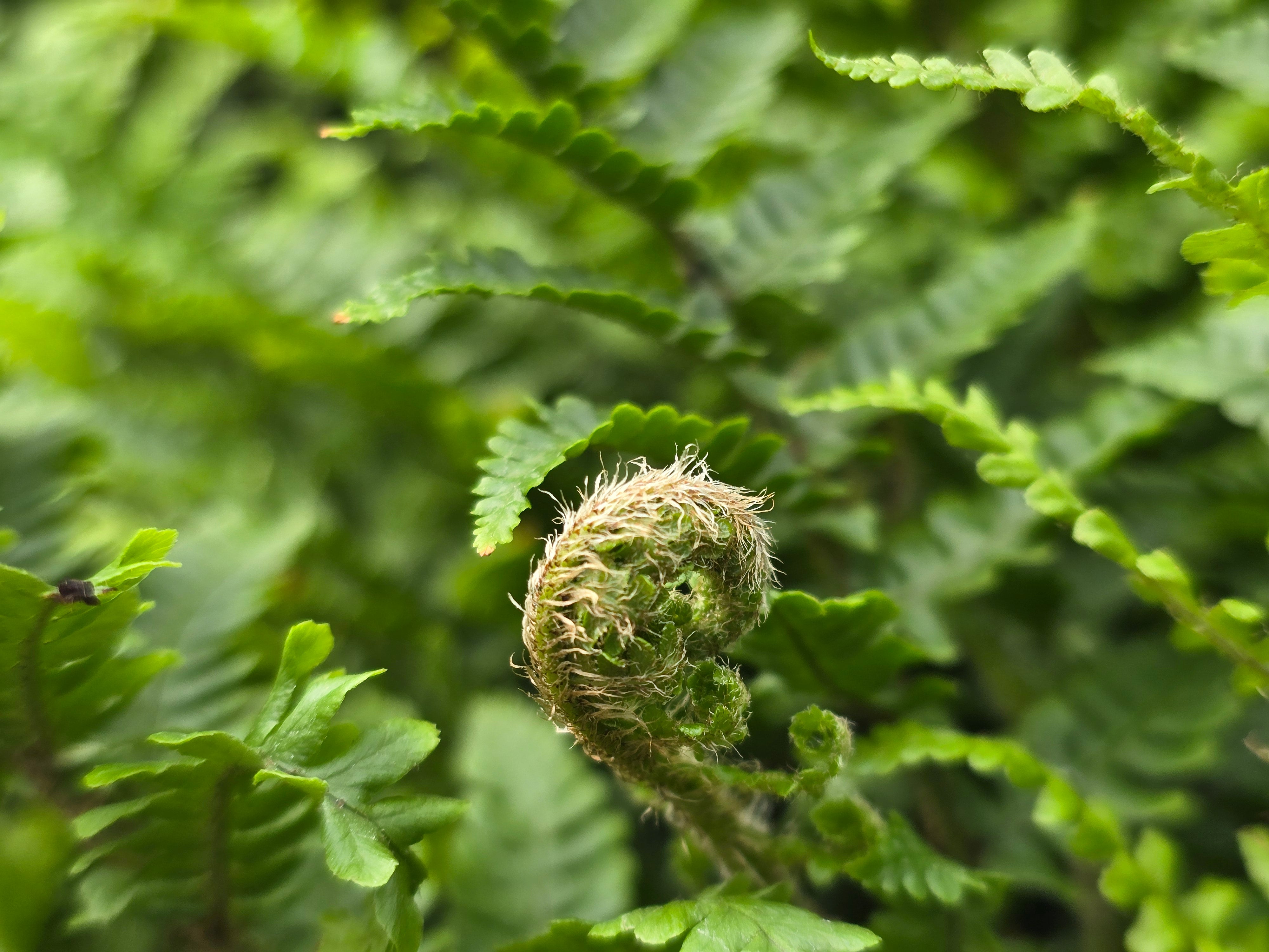Dryopteris affinis 'Cristata the King' - John Cullen Gardens