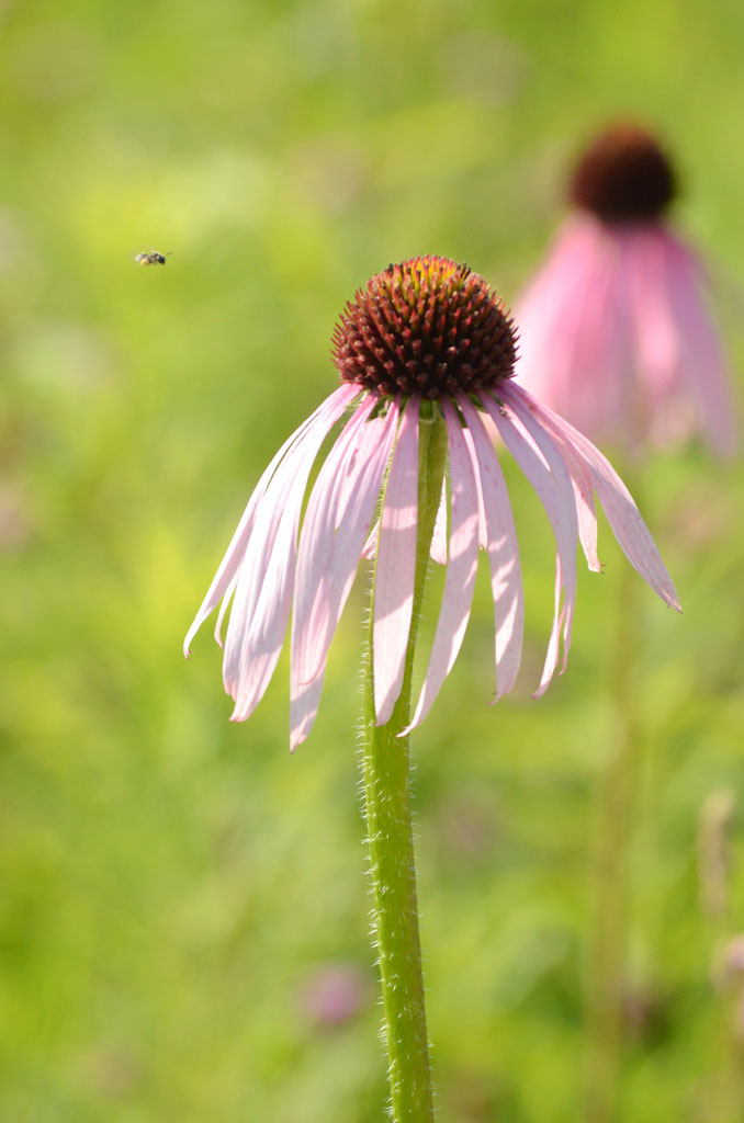 Echinacea pallida - John Cullen Gardens