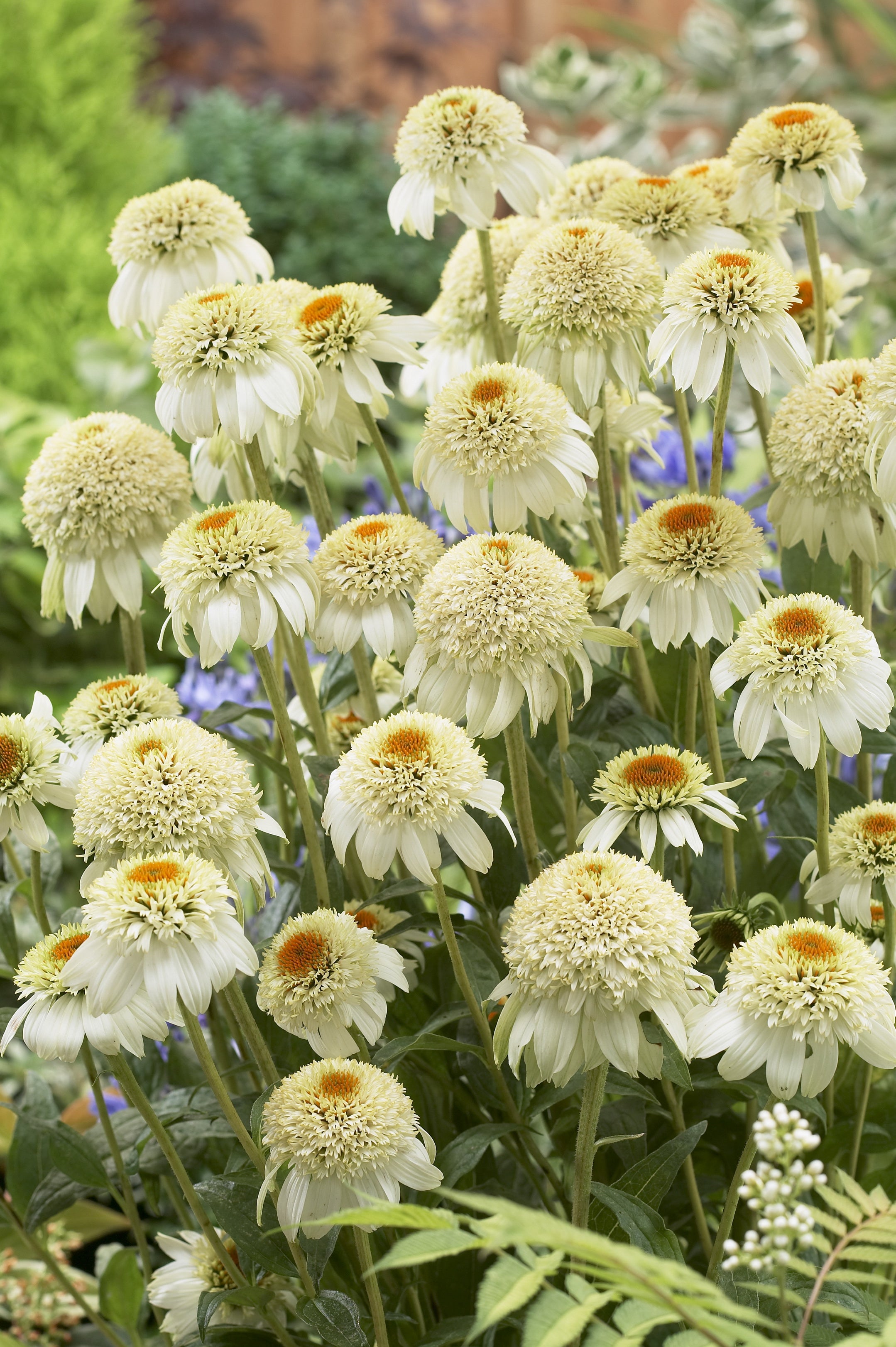 Echinacea purpurea 'Milk Shake' - John Cullen Gardens