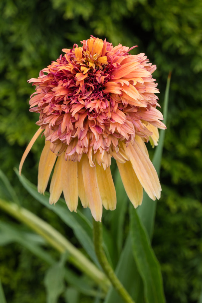 Echinacea purpurea 'Marmalade' - John Cullen Gardens
