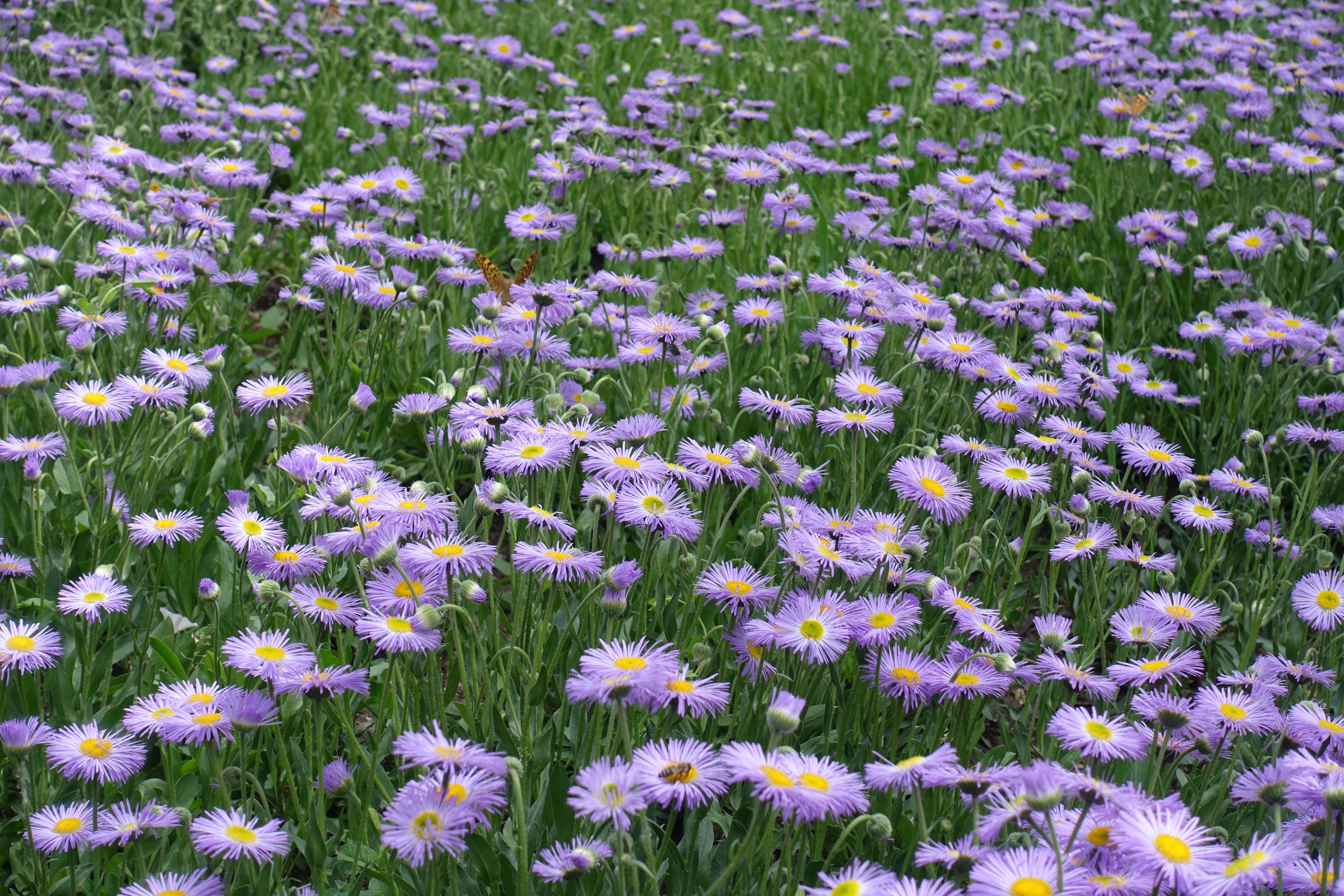 Erigeron k. 'Lavender Lady' - John Cullen Gardens