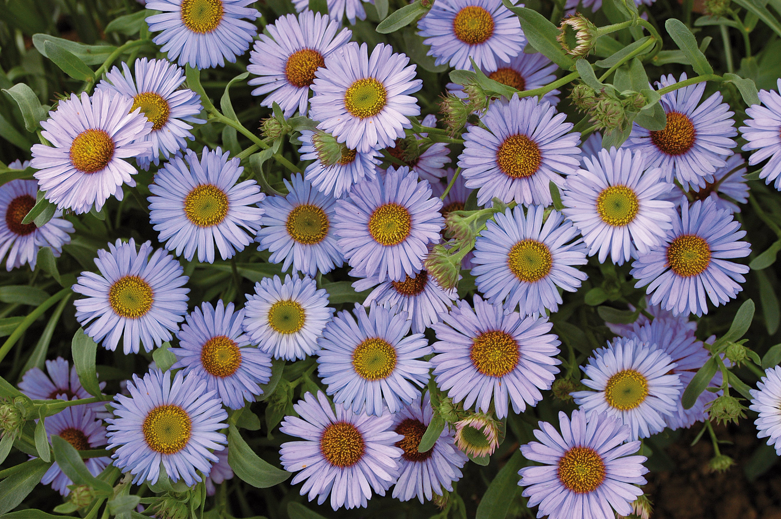 Erigeron k. 'Wayne Roderick' - John Cullen Gardens
