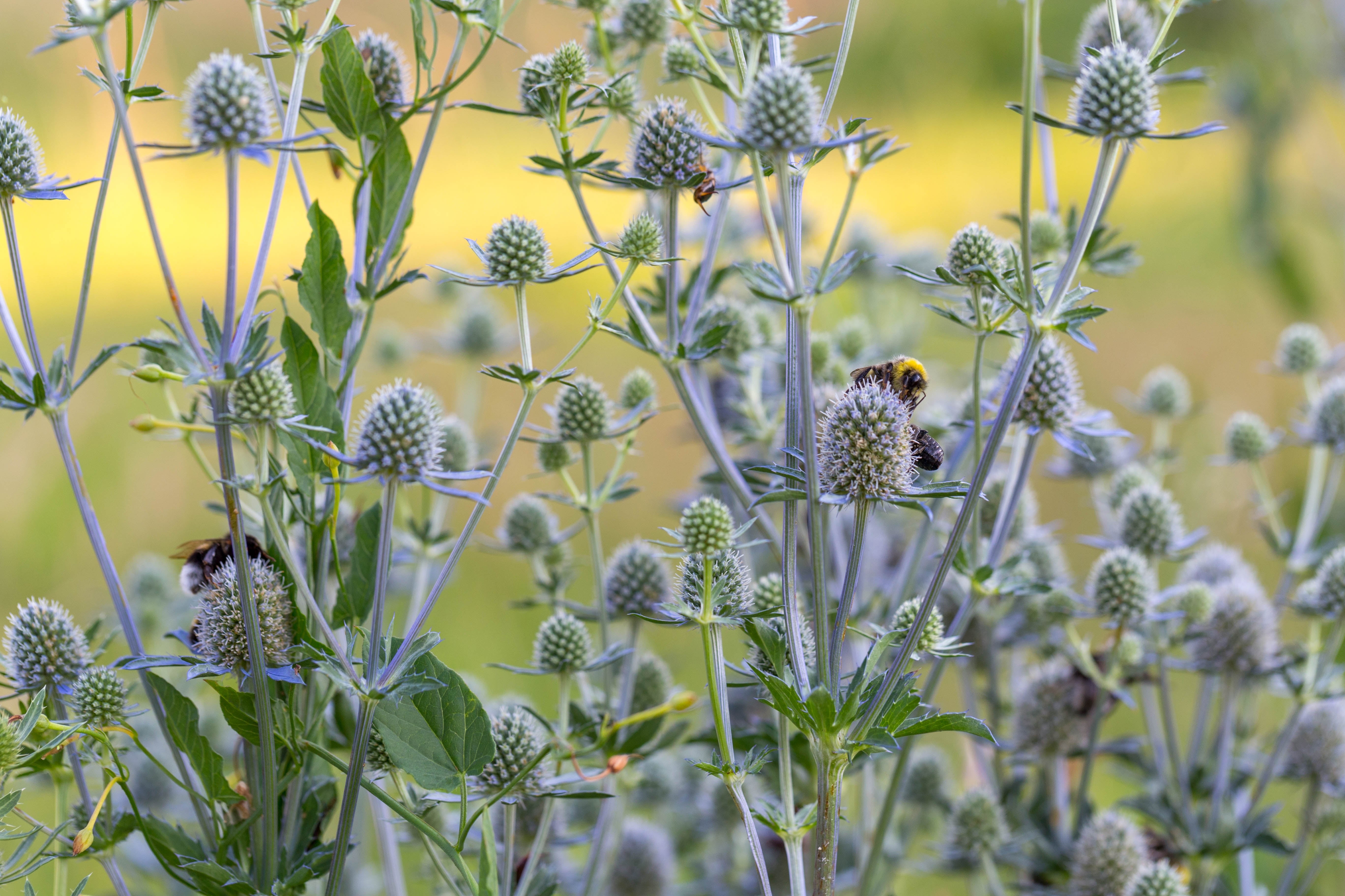 Eryngium planum - John Cullen Gardens