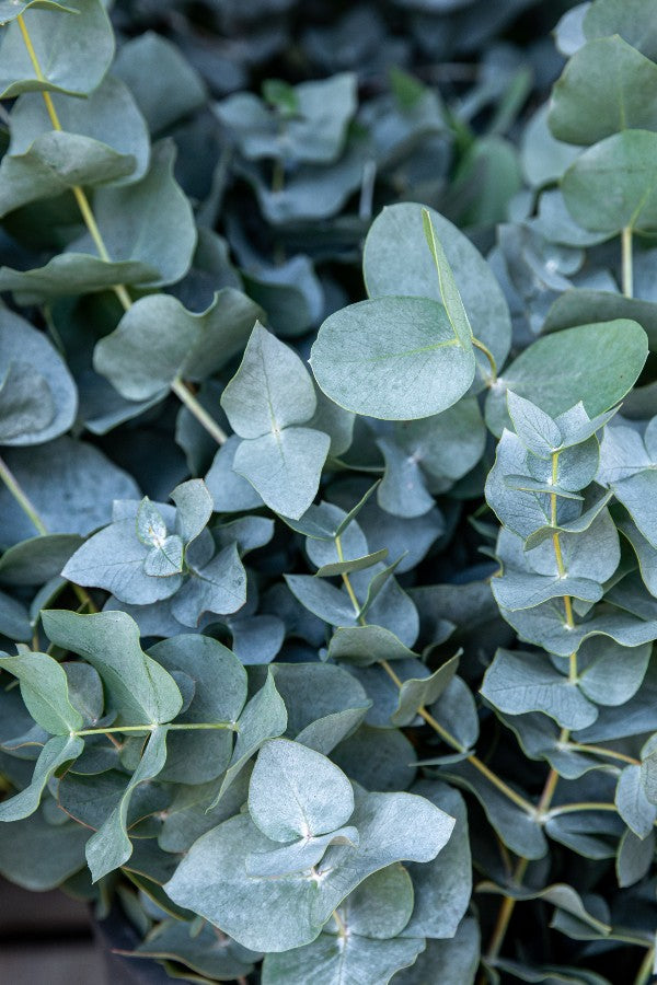 Escallonia 'Donard Radiance'