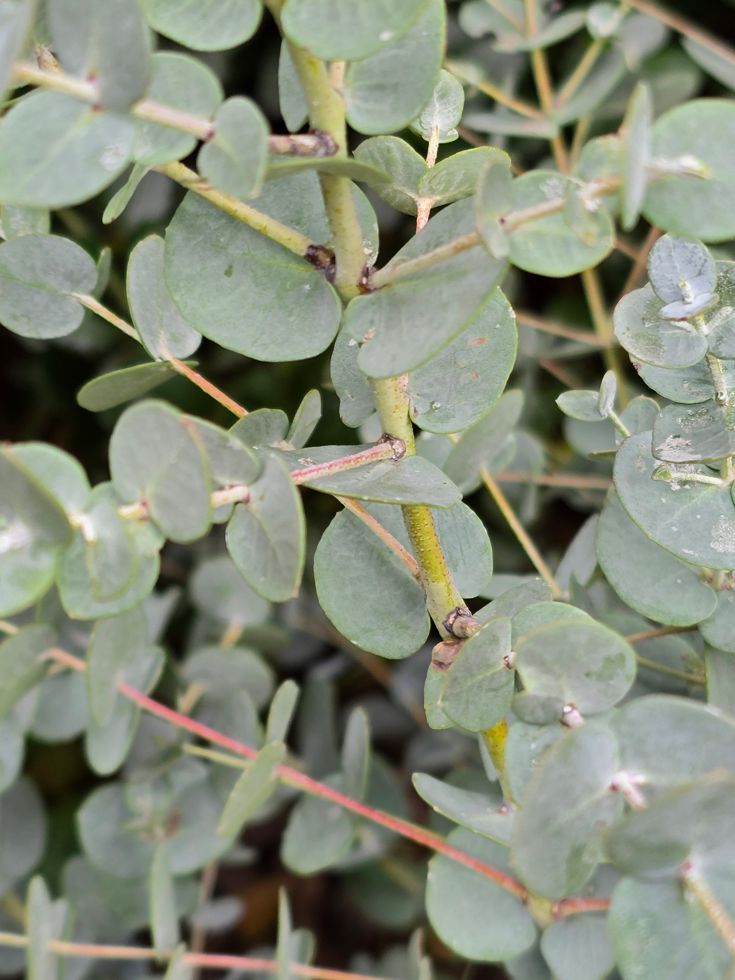 Eucalyptus gunnii 'Blue Ice' - John Cullen Gardens