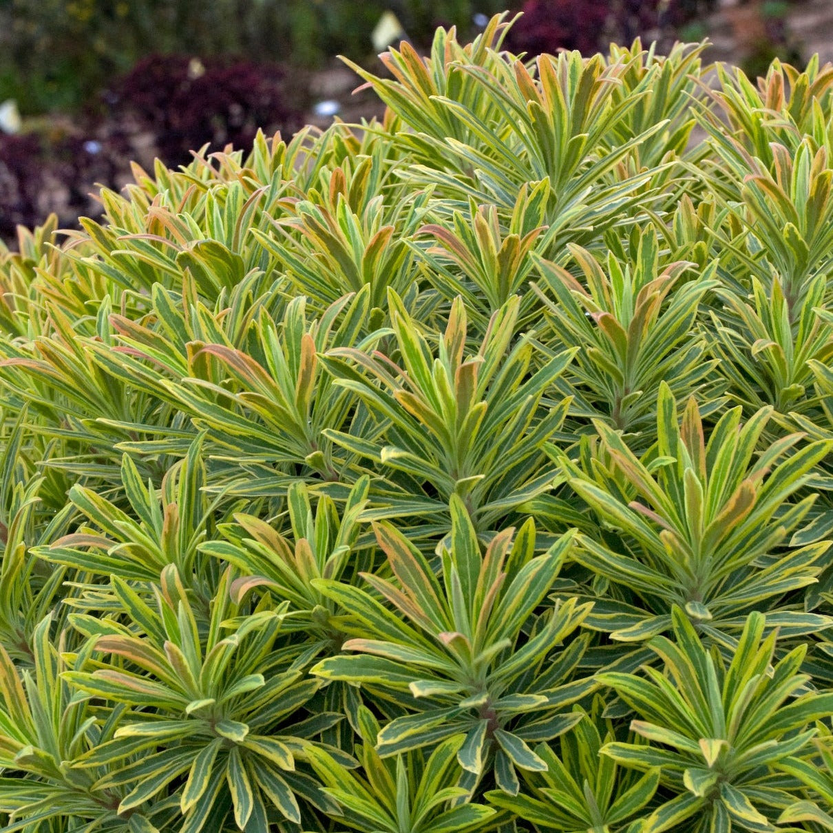 Euphorbia x martini 'Ascot Rainbow' (PBR) - John Cullen Gardens