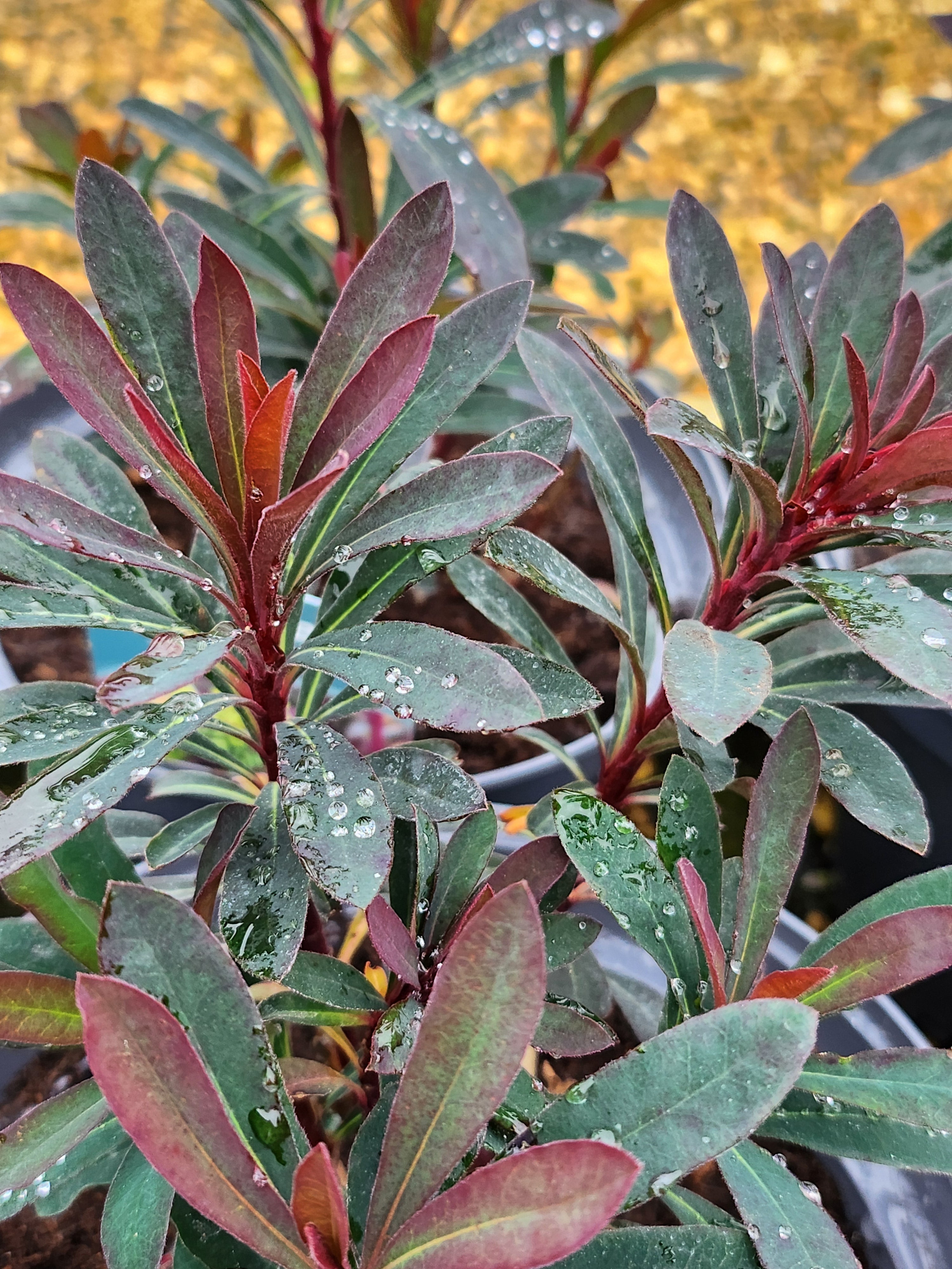 Euphorbia' Miner's Merlot' (PBR)- Sold out for 2024 - John Cullen Gardens