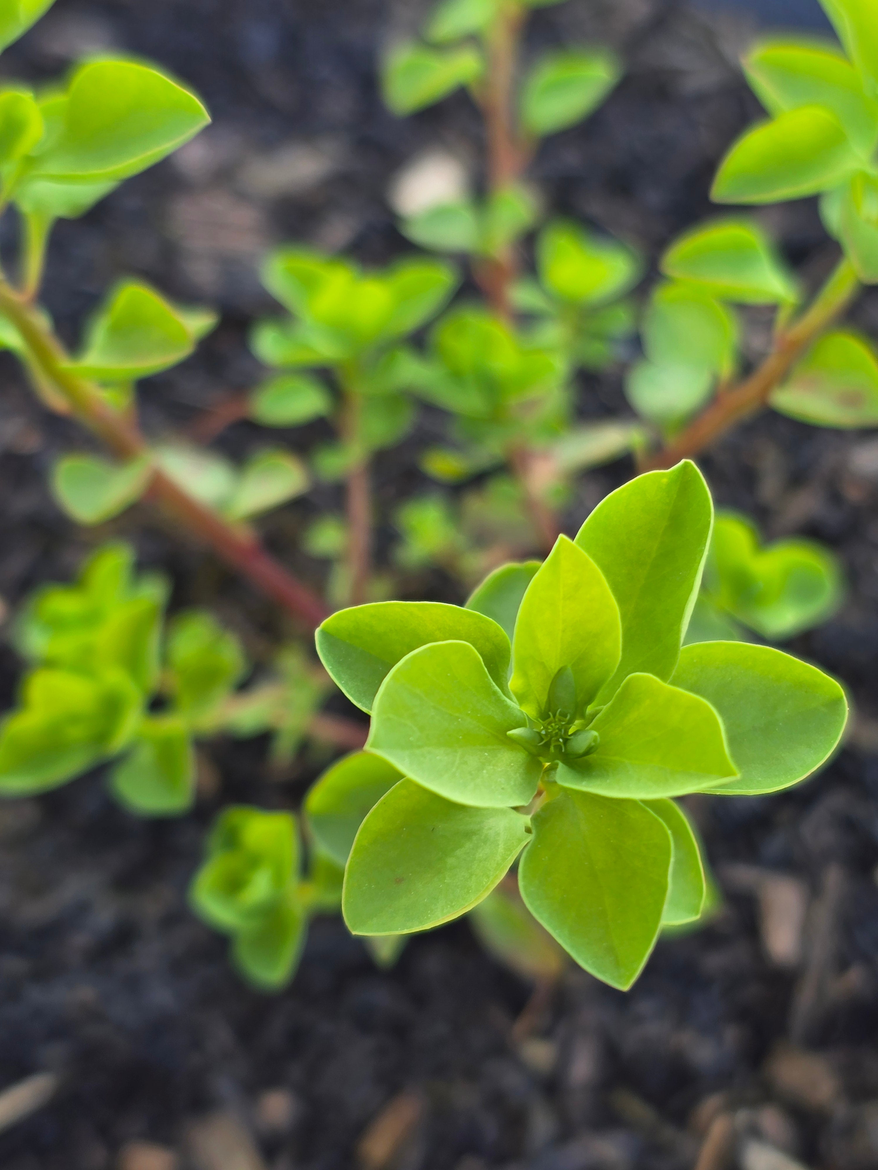 radium plant seeds Euphorbia peplus