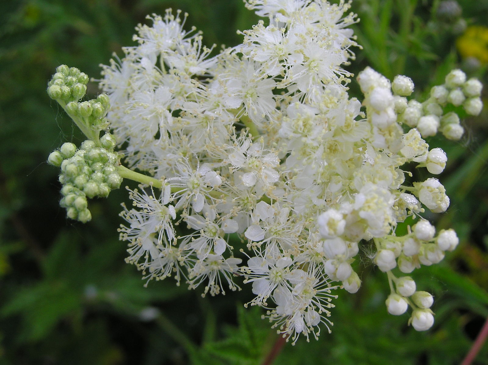 Filipendula ulmaria
