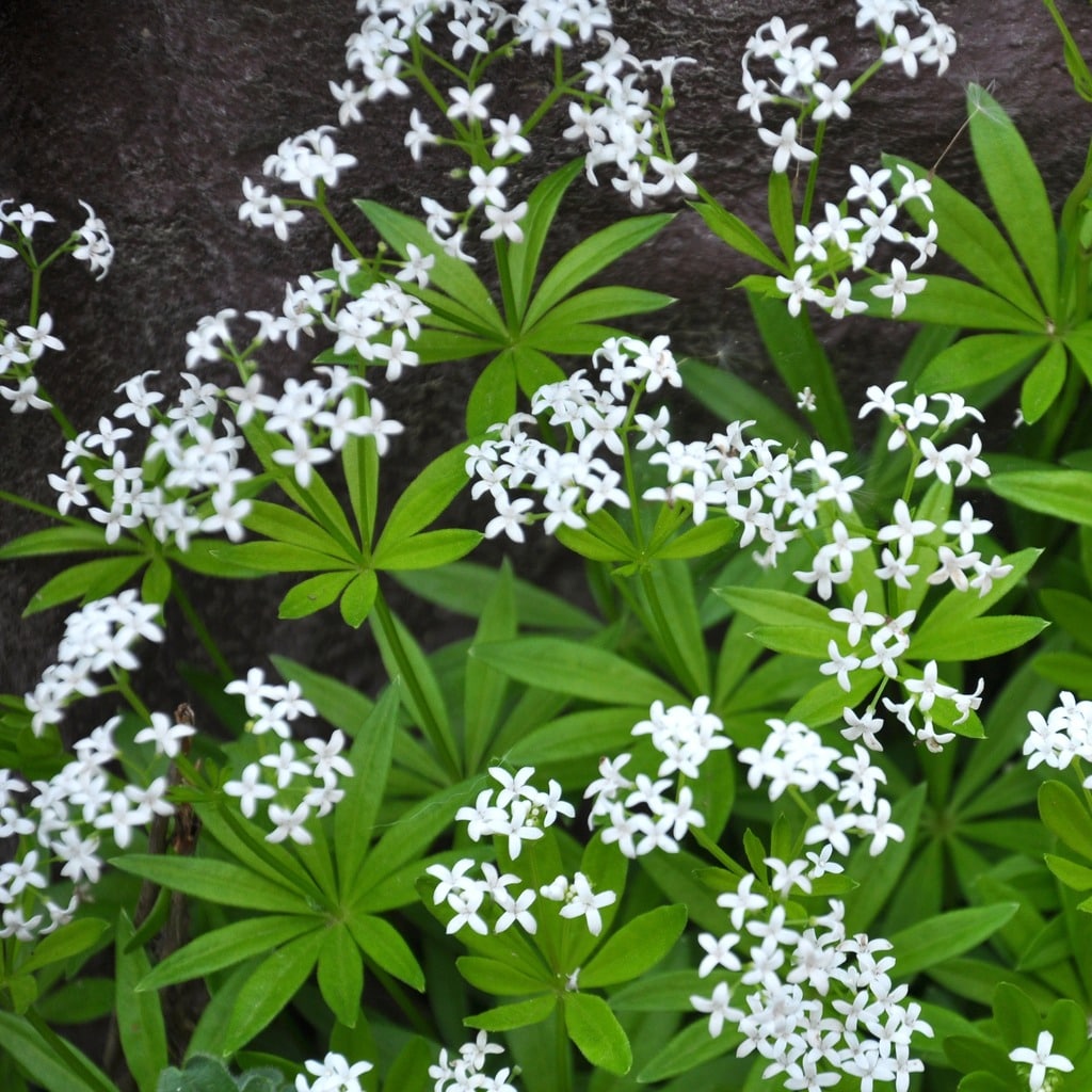 Galium odoratum 'Sweet Woodruff' - John Cullen Gardens
