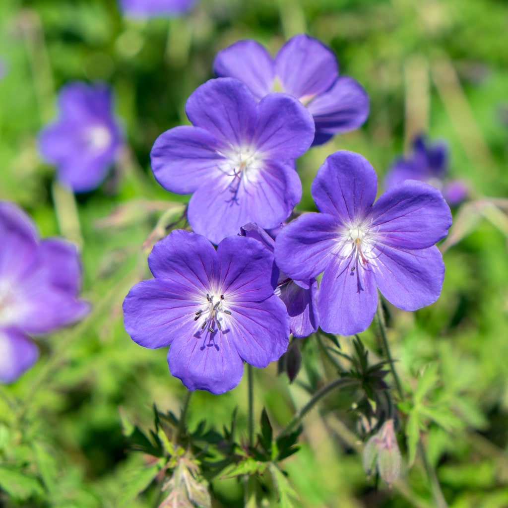 Geranium 'Johnson's Blue' - John Cullen Gardens