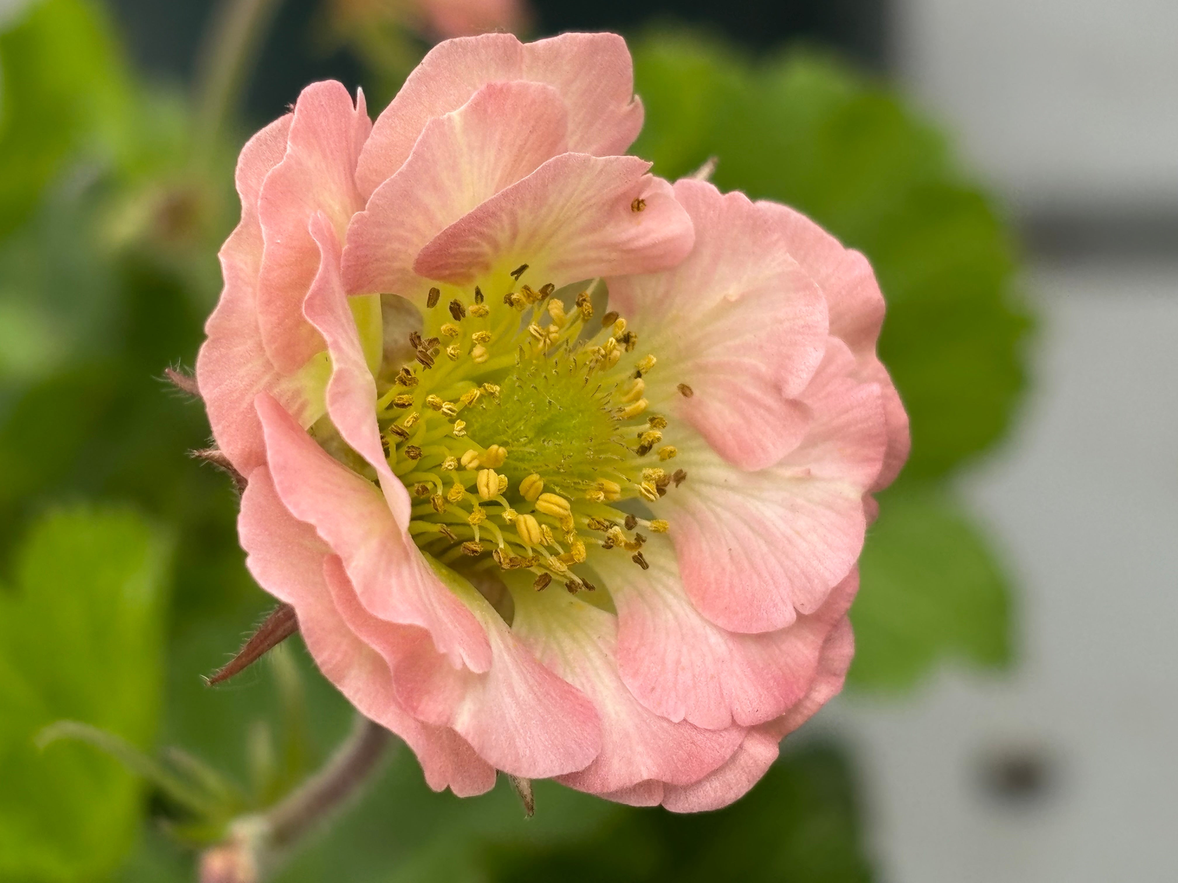 Geum 'Pink Petticoats' (PBR) - John Cullen Gardens