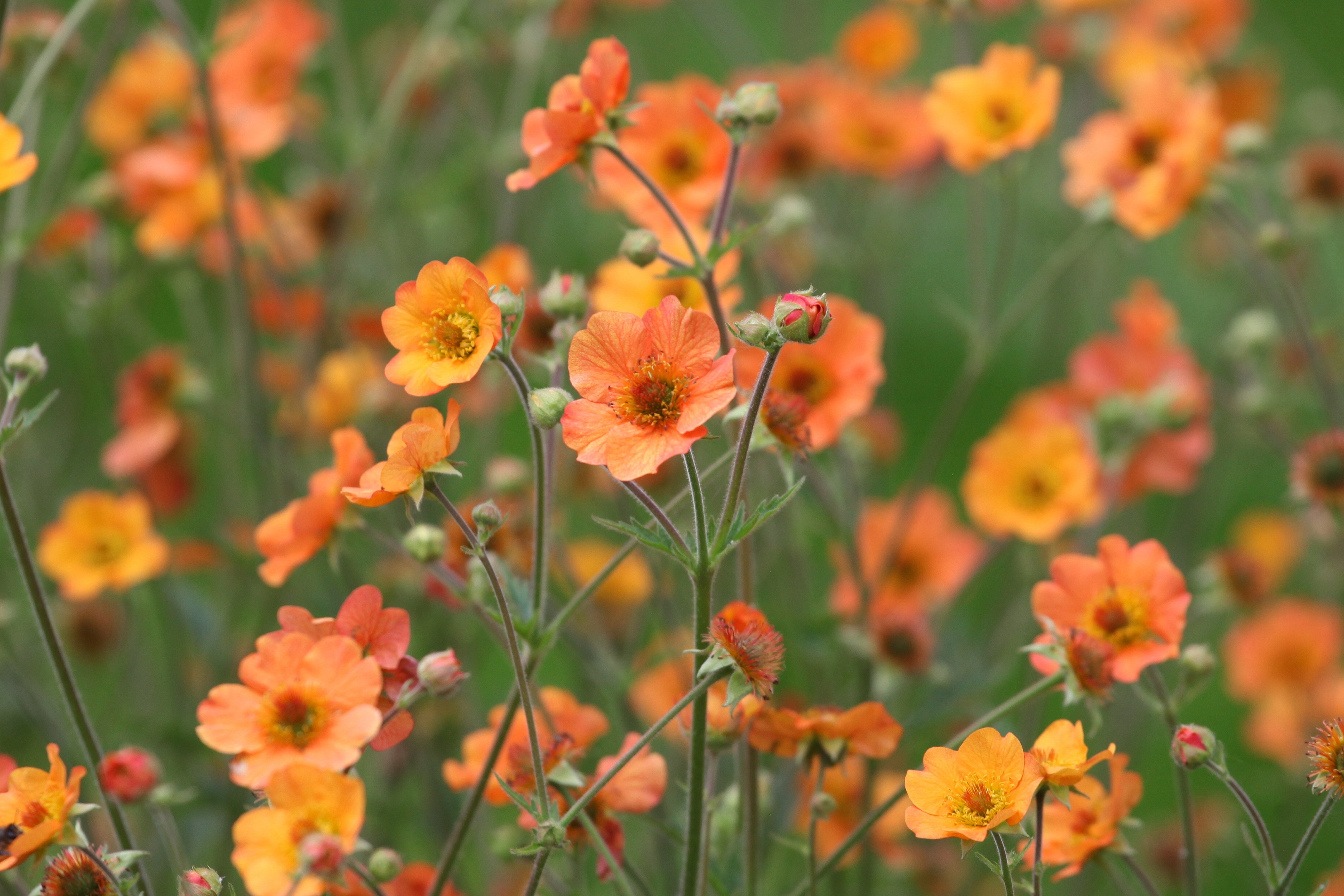Geum 'Totally Tangerine' - John Cullen Gardens