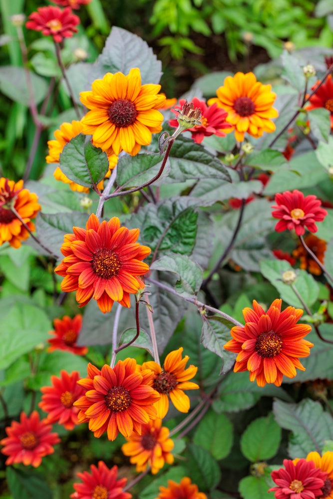Heliopsis 'red Shades' - John Cullen Gardens