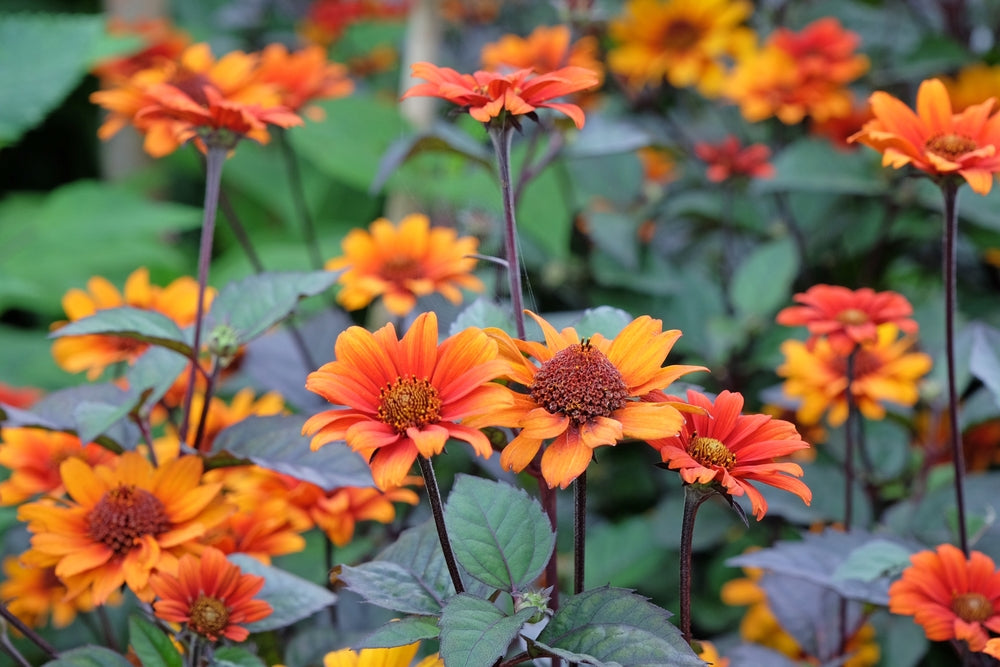Heliopsis helianthoides 'Luna Roja' - John Cullen Gardens