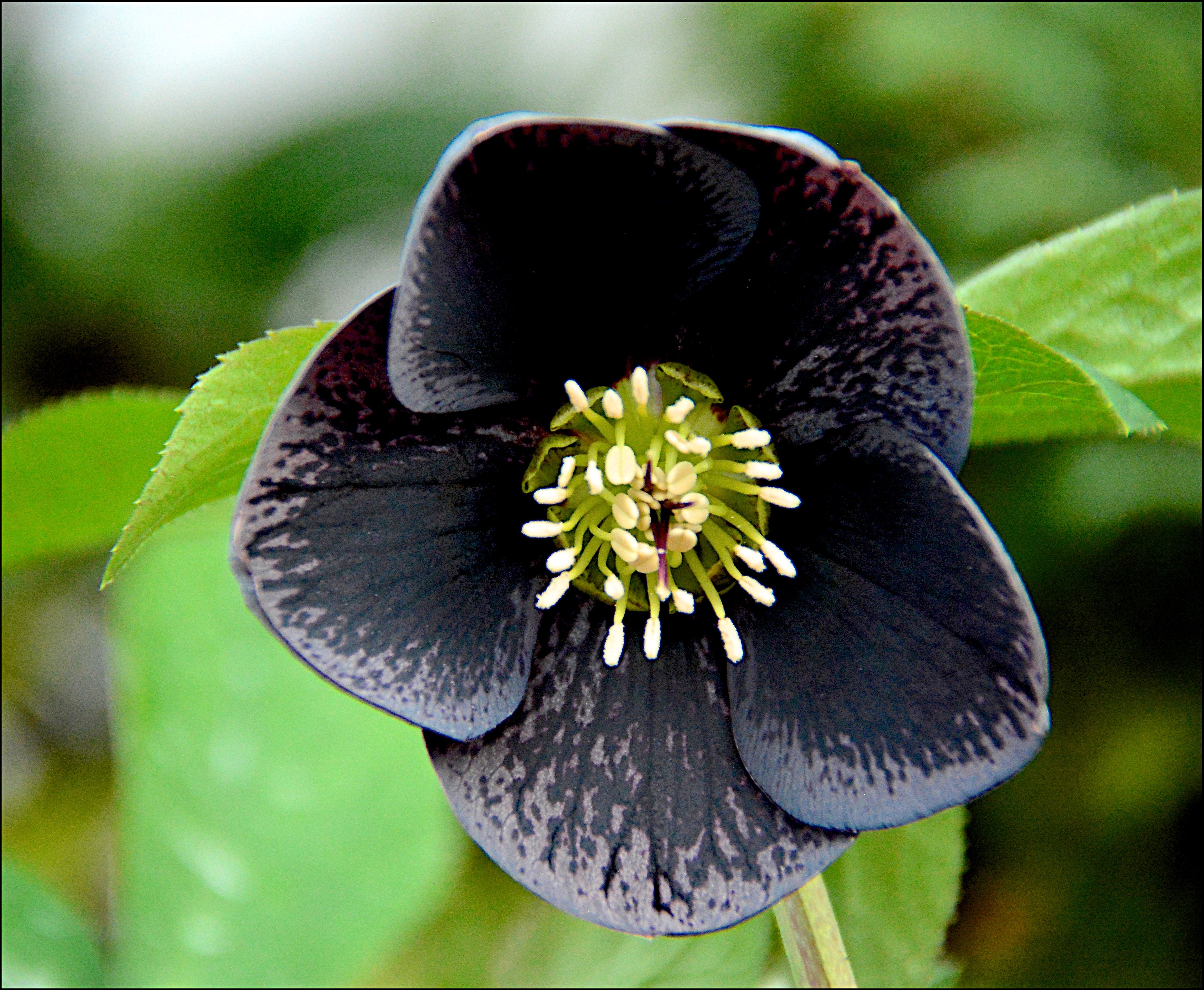 Helleborus orientalis 'Black Coral' (PBR) - Ready soon - John Cullen Gardens