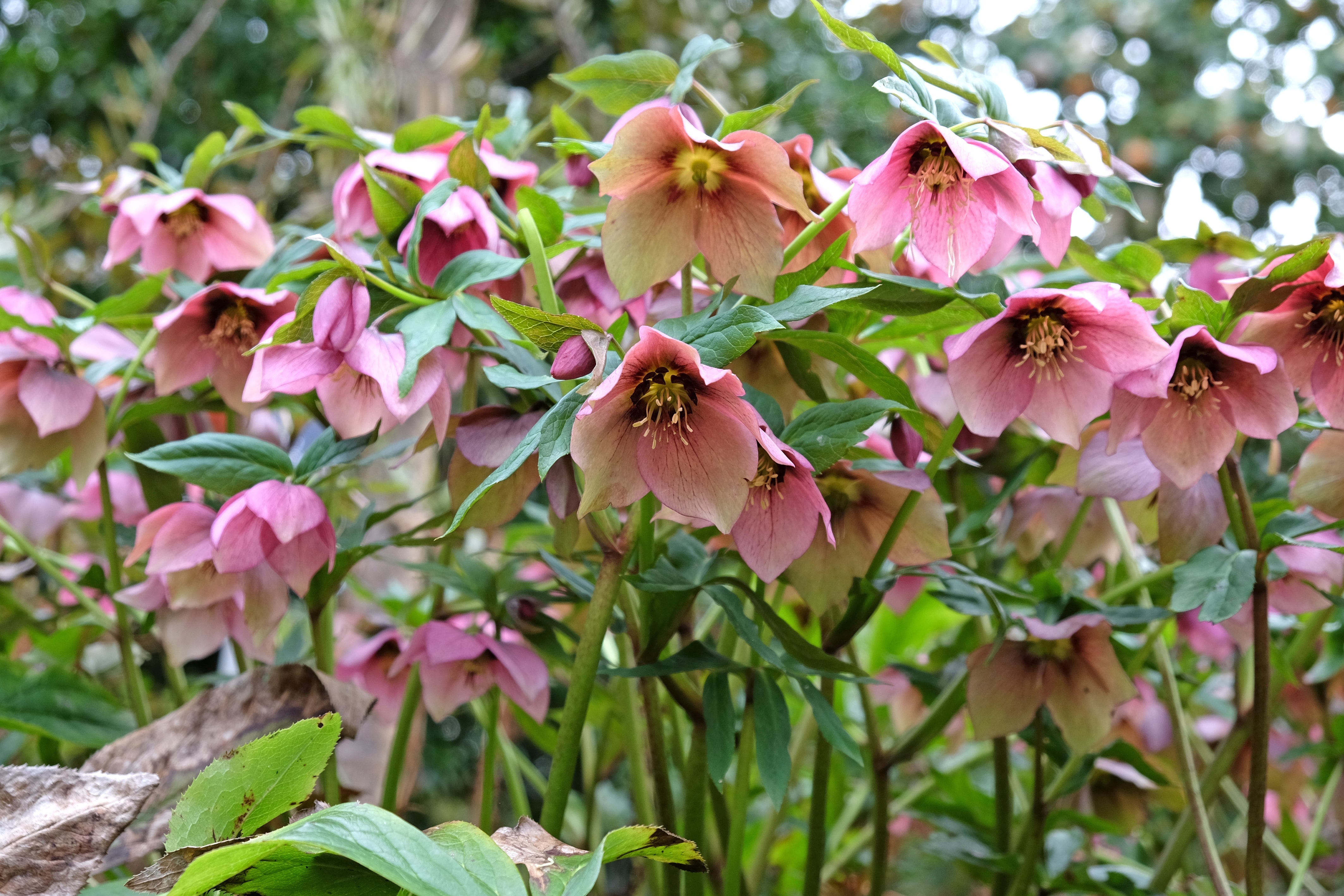 Helleborus 'Glamour Strawberry Moon' - John Cullen Gardens