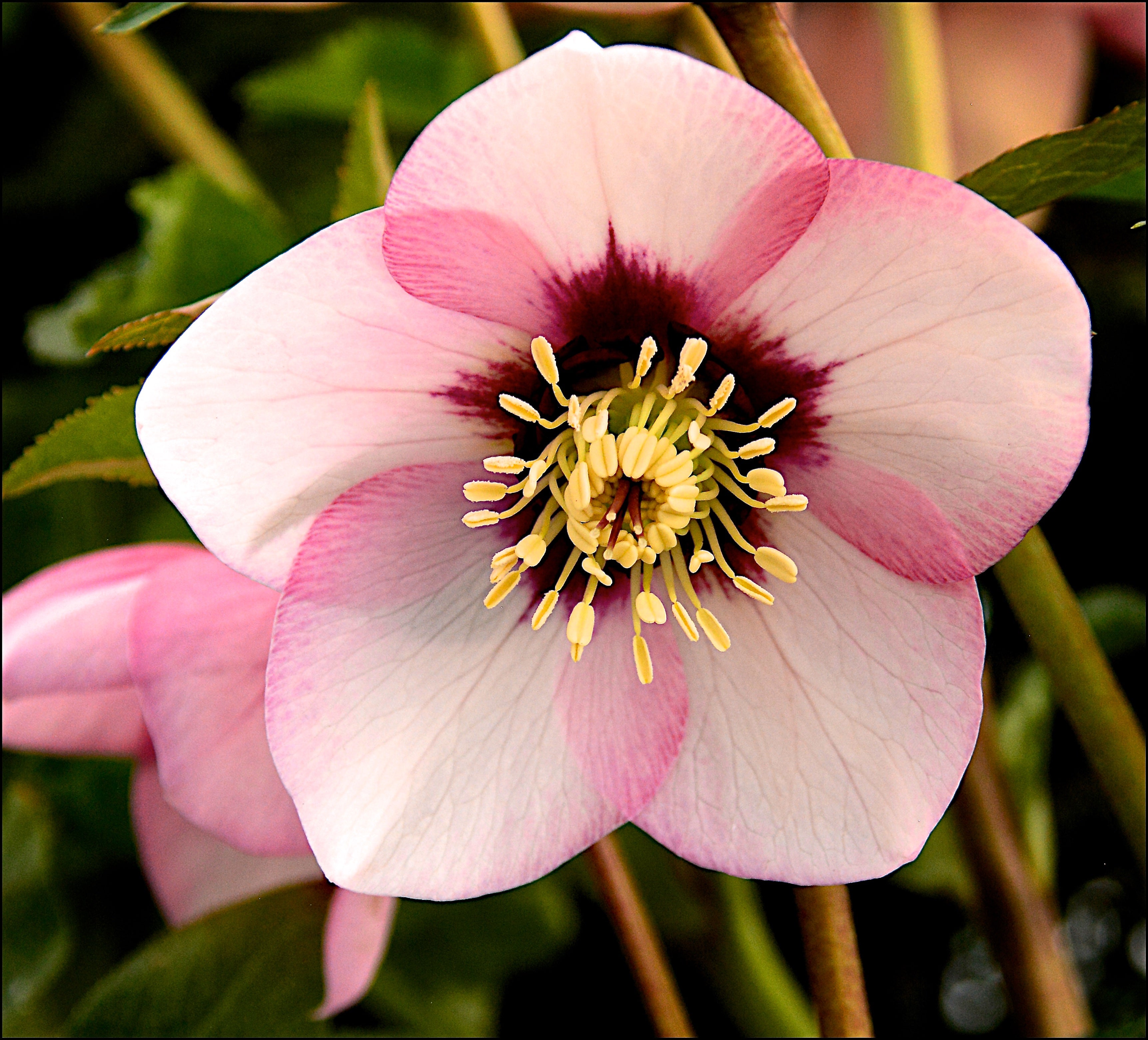 Helleborus orientalis 'Sugar Plum' (PBR) - Ready soon - John Cullen Gardens