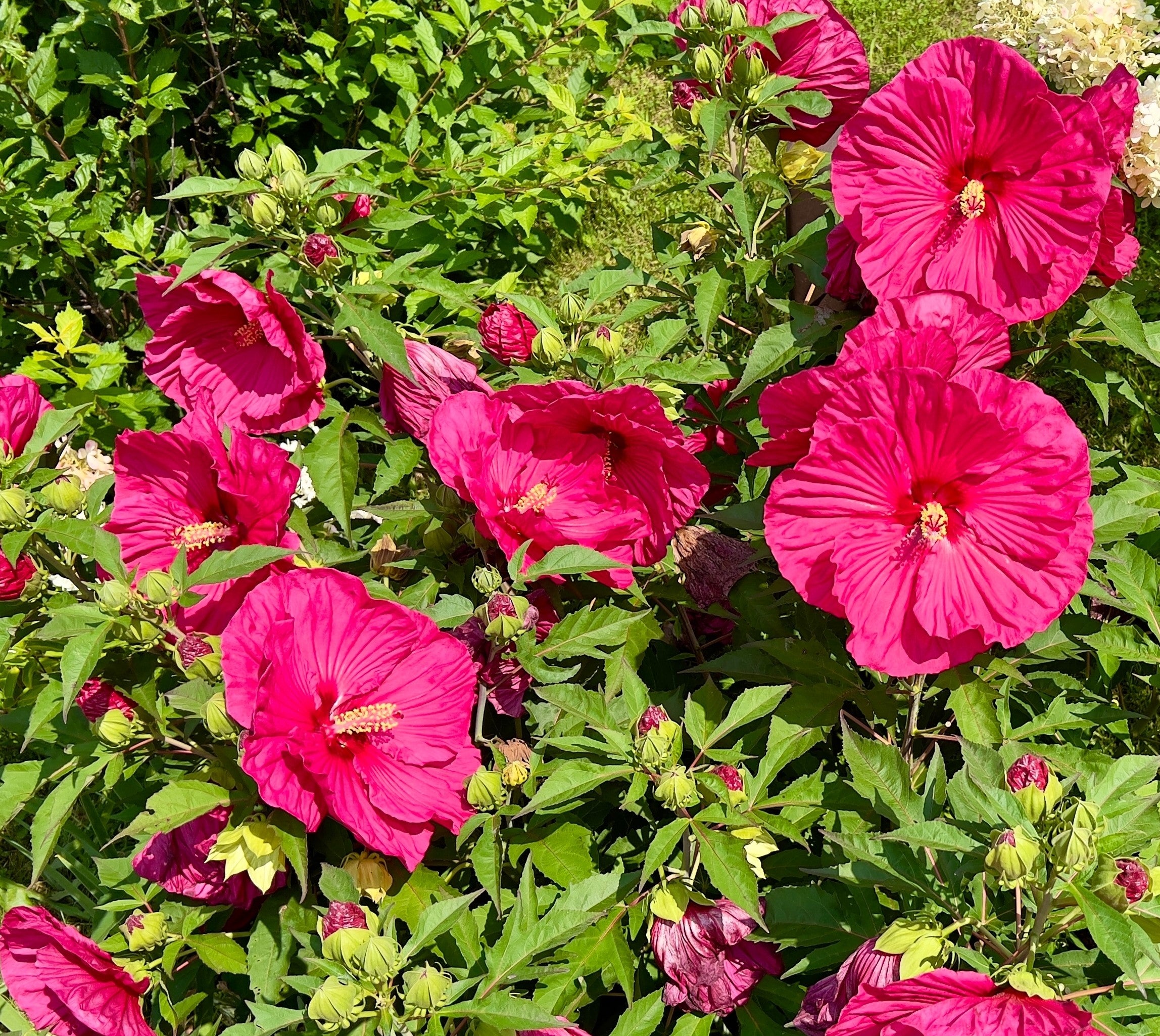 Hibiscus moscheutos 'Planet Grotte' (PBR) - John Cullen Gardens