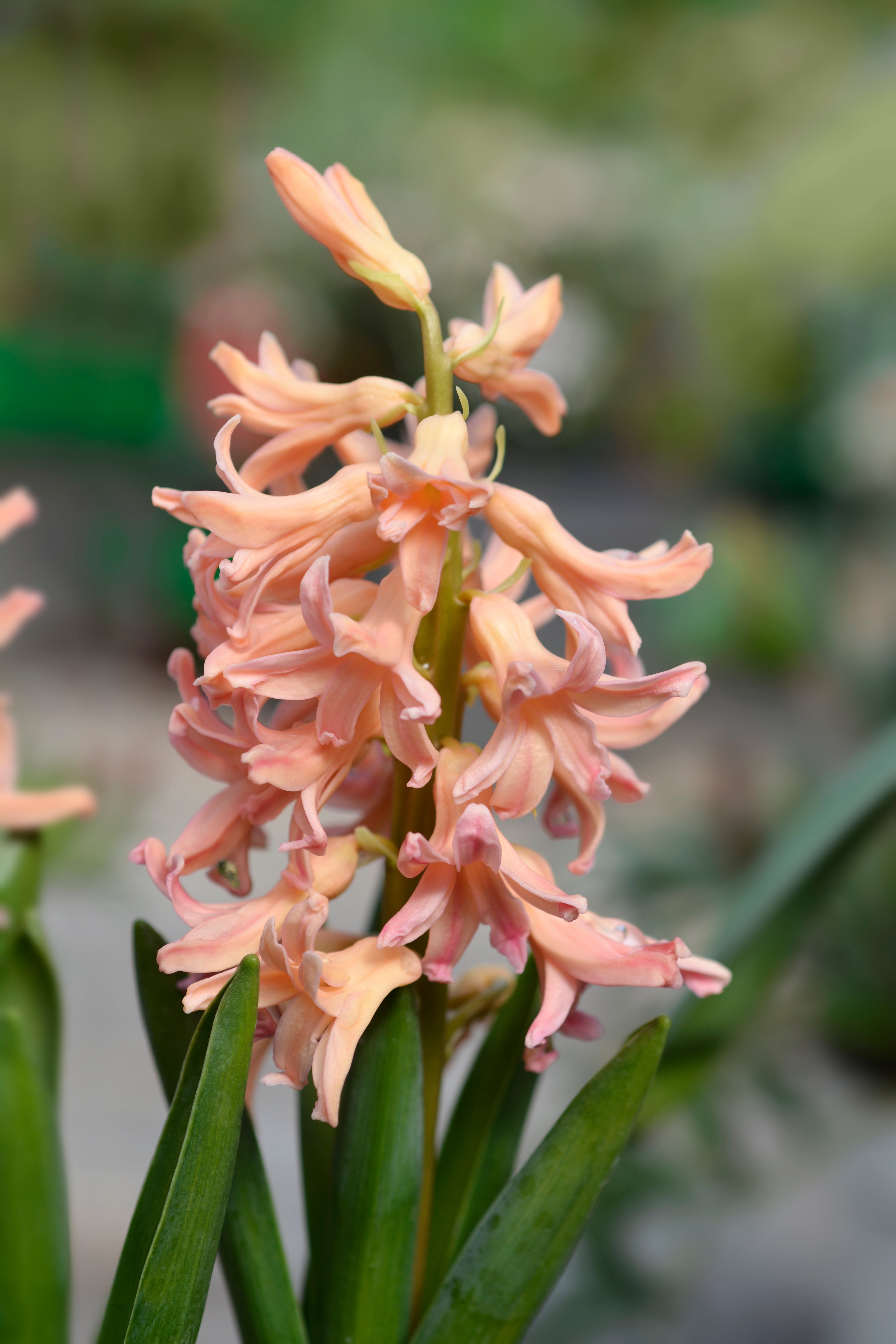 Hyacinth 'Gipsy Queen' - John Cullen Gardens