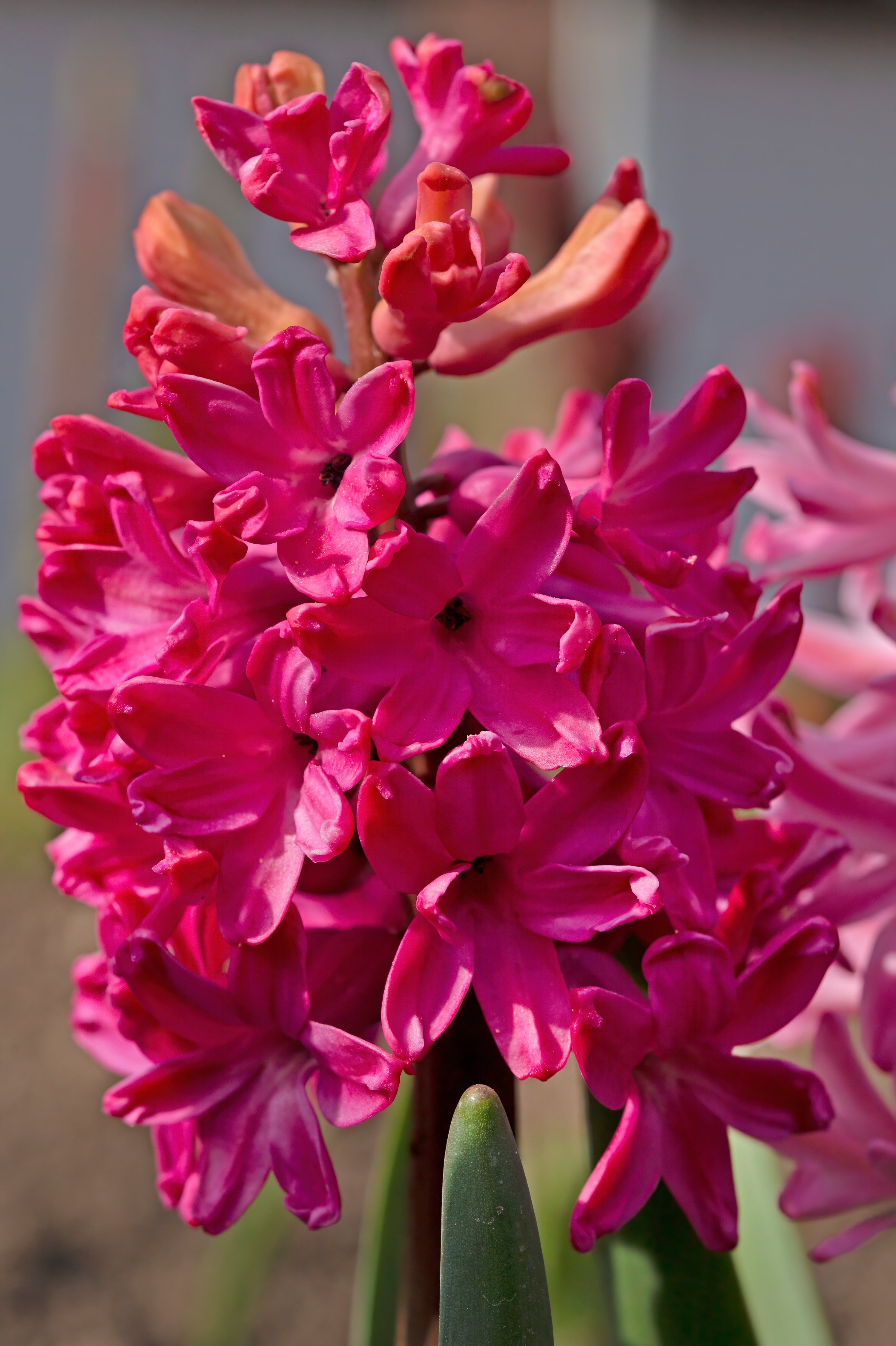 Hyacinth orientalis (Prepared) 'Jan Bos' - Potted - John Cullen Gardens