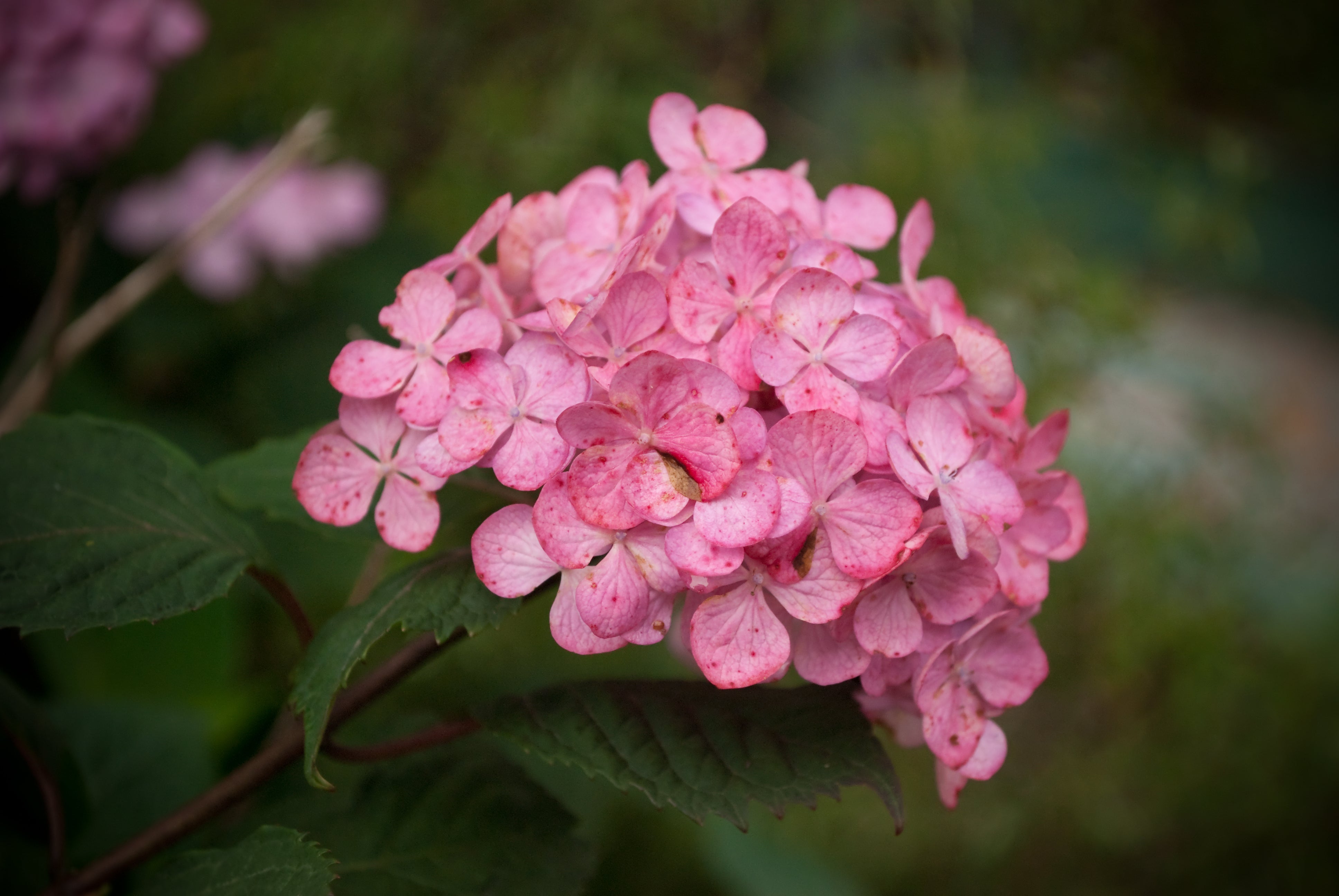 Hydrangea 'Preziosa' - John Cullen Gardens