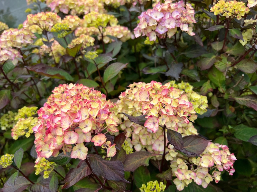 Hydrangea 'Preziosa' - John Cullen Gardens
