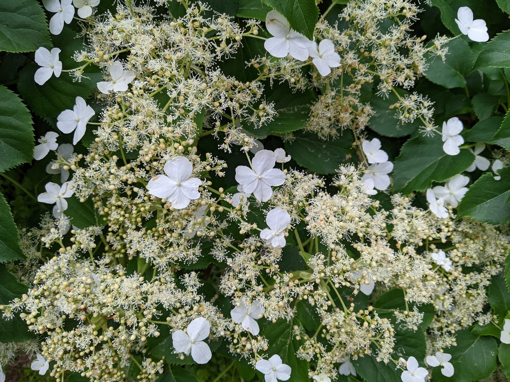 Hydrangea anomala subsp. petiolaris - John Cullen Gardens