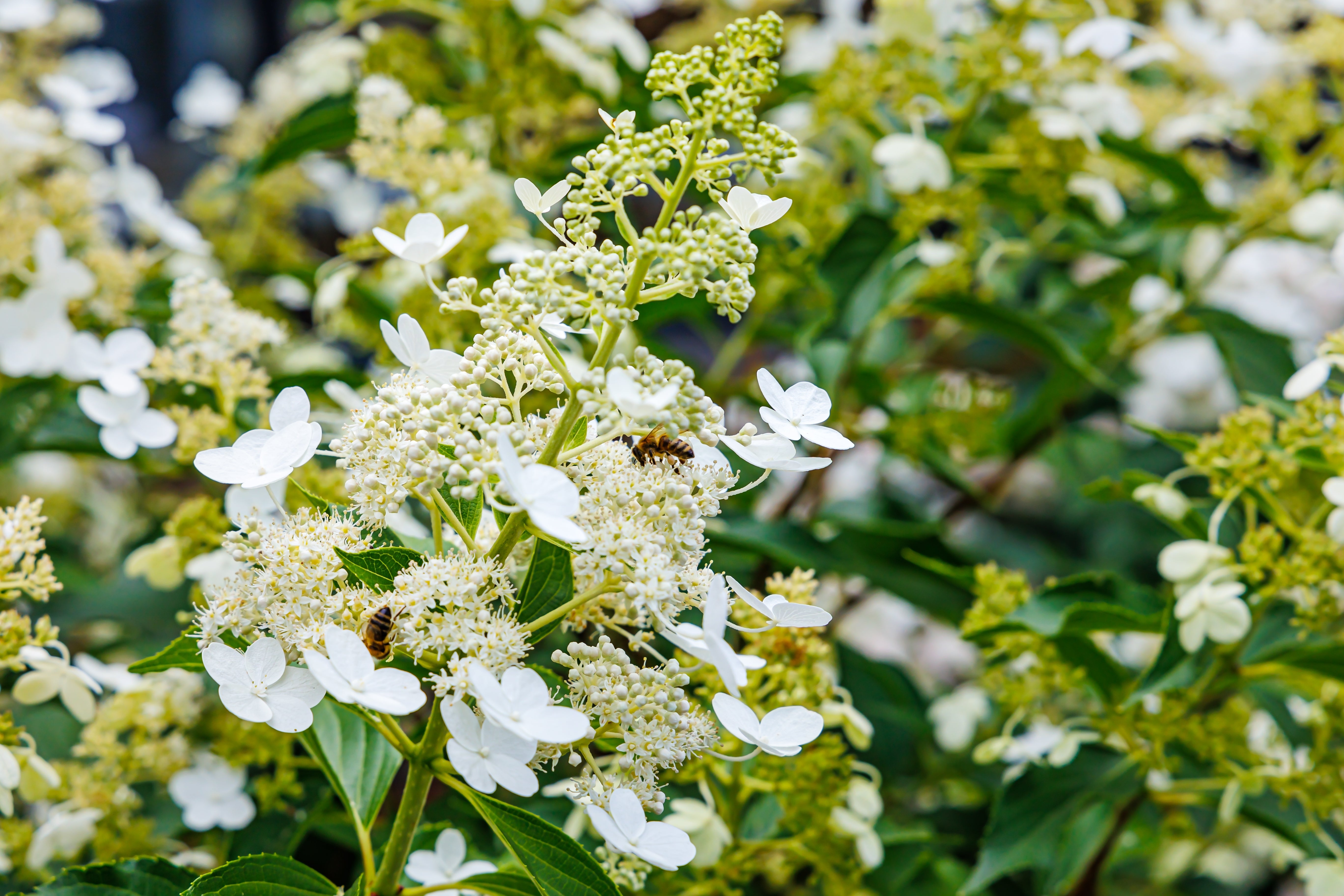 Hydrangea paniculata - John Cullen Gardens