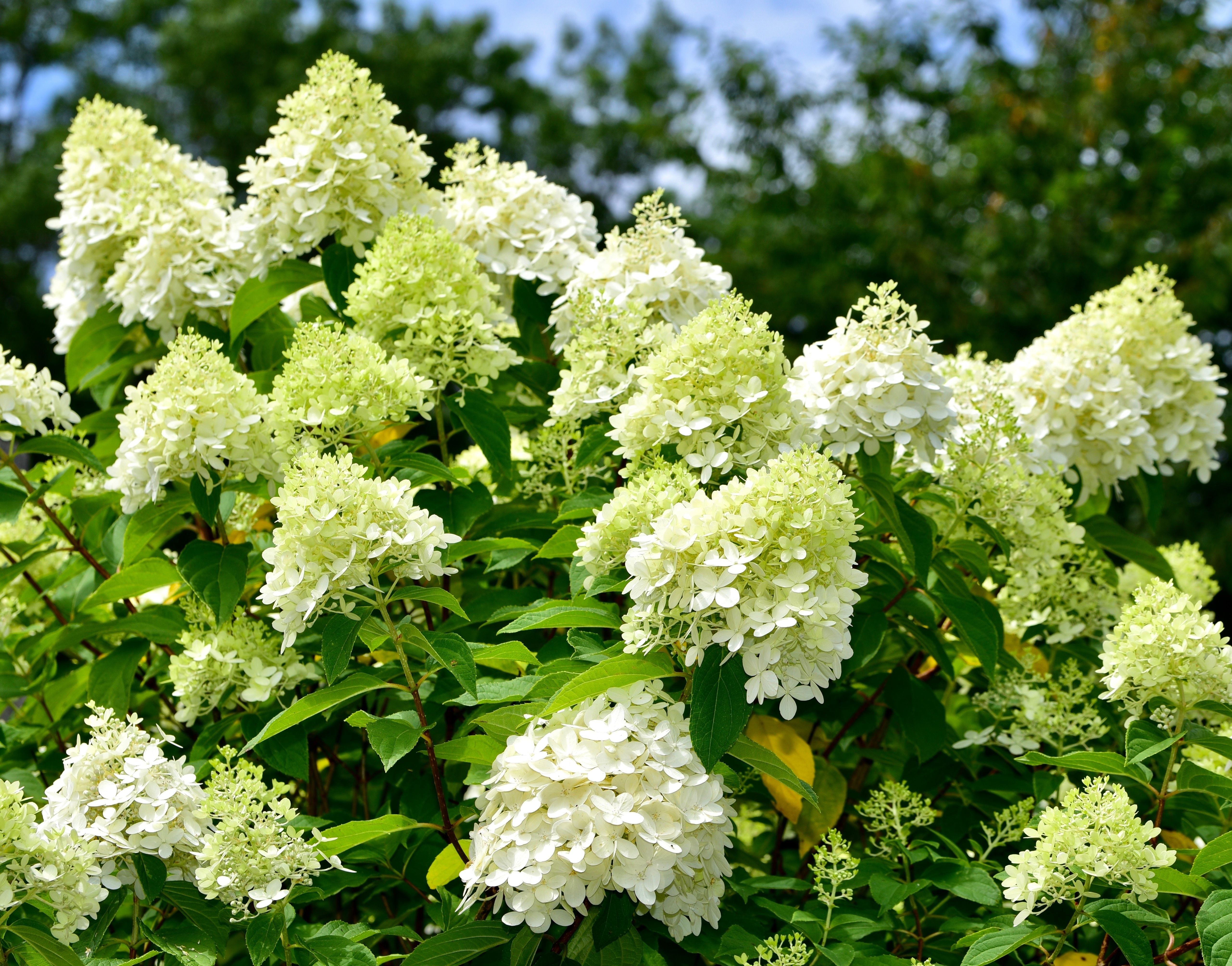 Hydrangea paniculata 'Limelight' - John Cullen Gardens