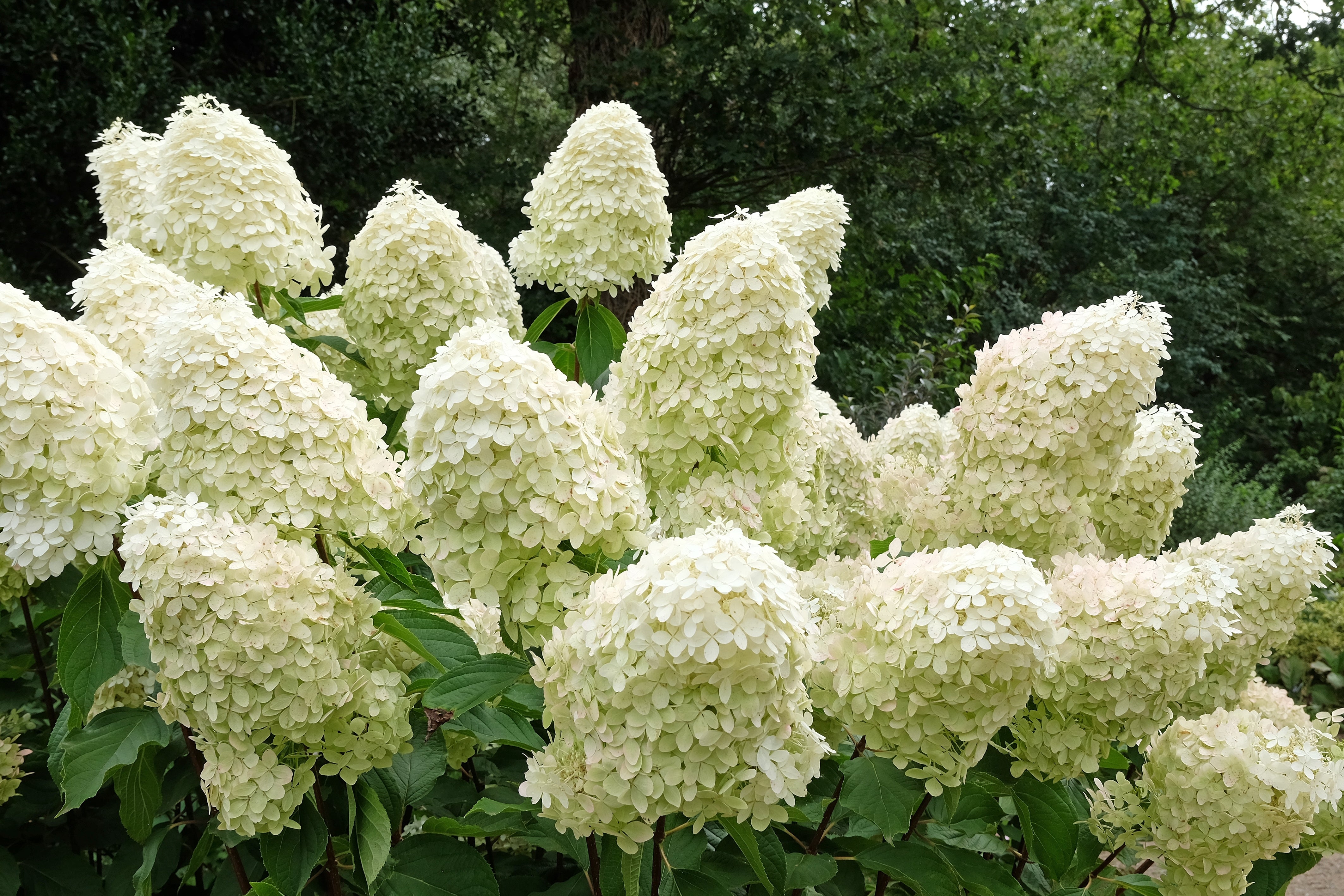 Hydrangea paniculata 'Phantom' - John Cullen Gardens