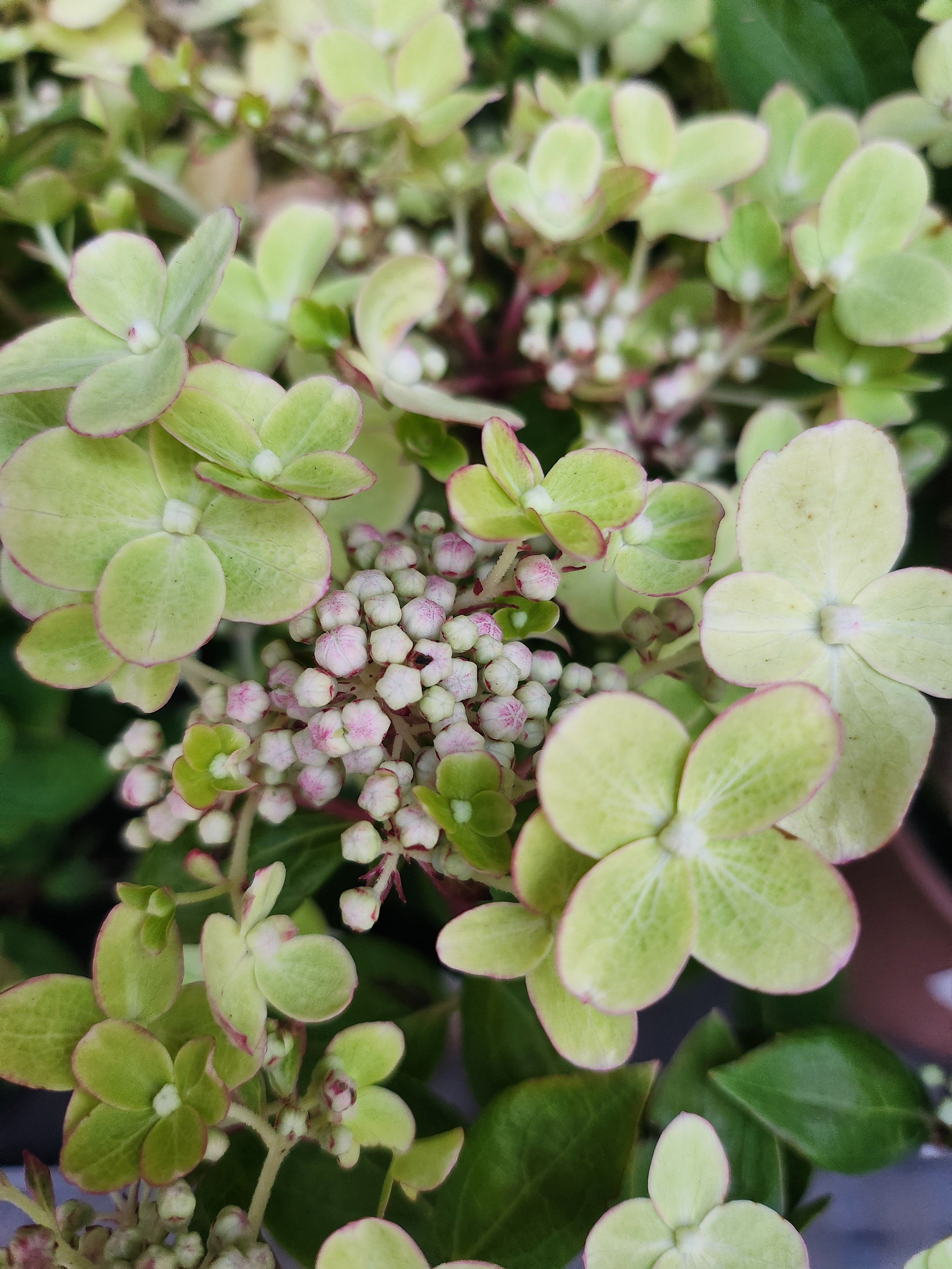 Hydrangea paniculata 'Polestar' (PBR)