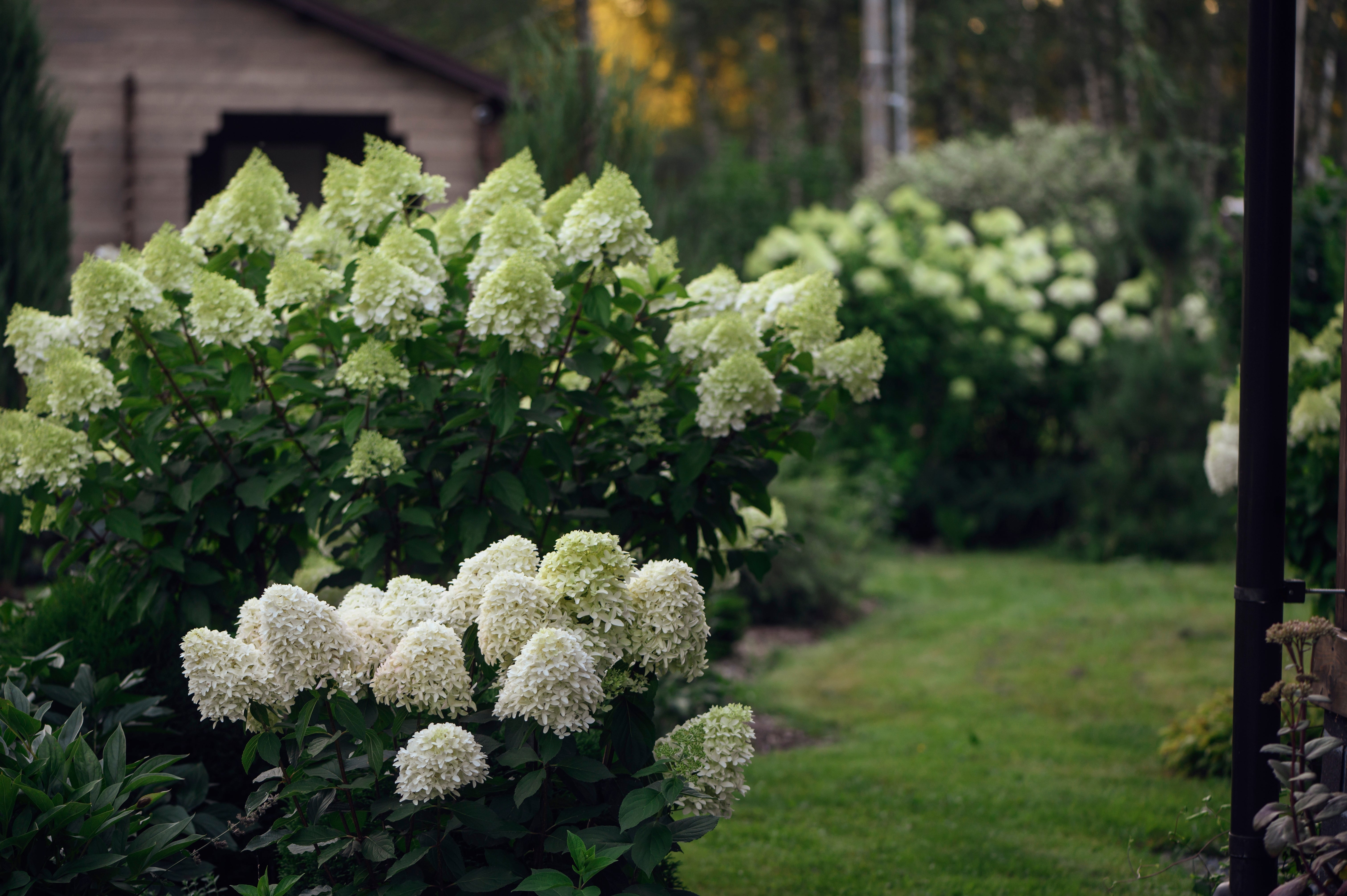 Hydrangea paniculata 'Skyfall'