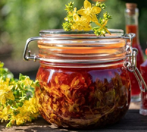 St John's Wort - John Cullen Gardens