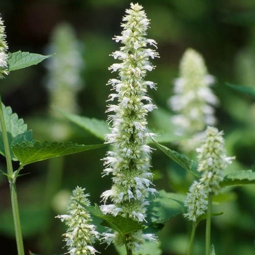 Hyssop White - John Cullen Gardens