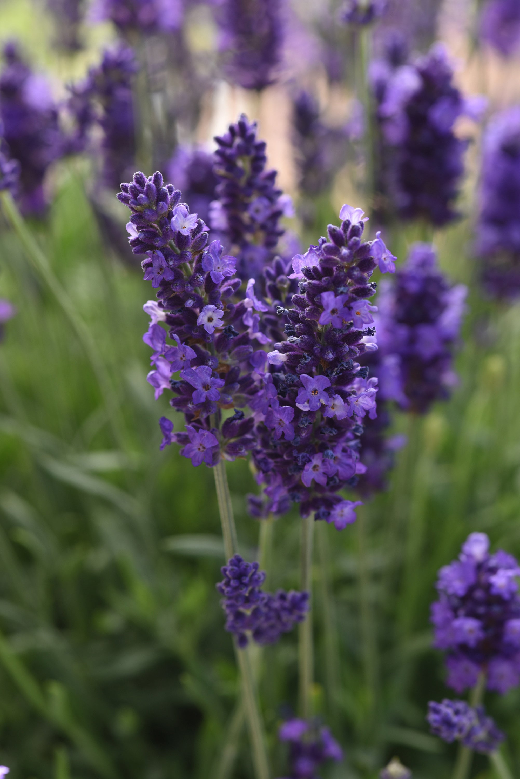 Lavender 'Blue Spear' (PBR) - John Cullen Gardens