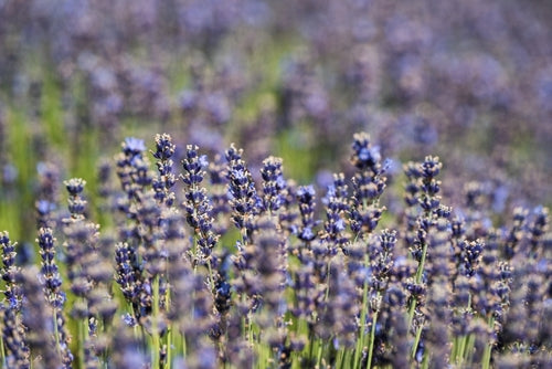Lavender 'Munstead' - John Cullen Gardens