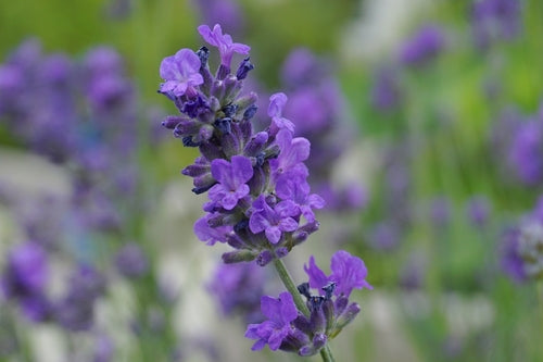 Lavender 'Blue Scent' - John Cullen Gardens