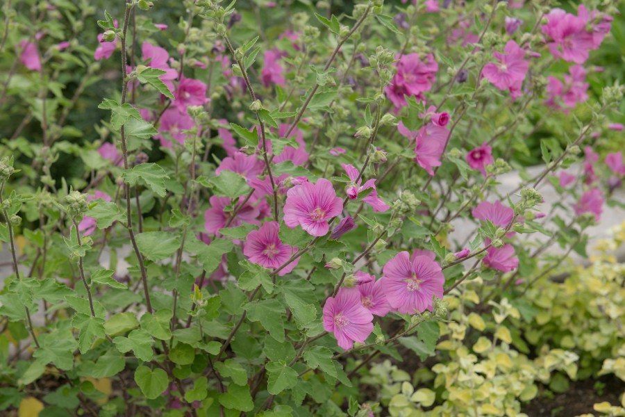 Lavatera x clementii 'Burgundy Wine' - John Cullen Gardens
