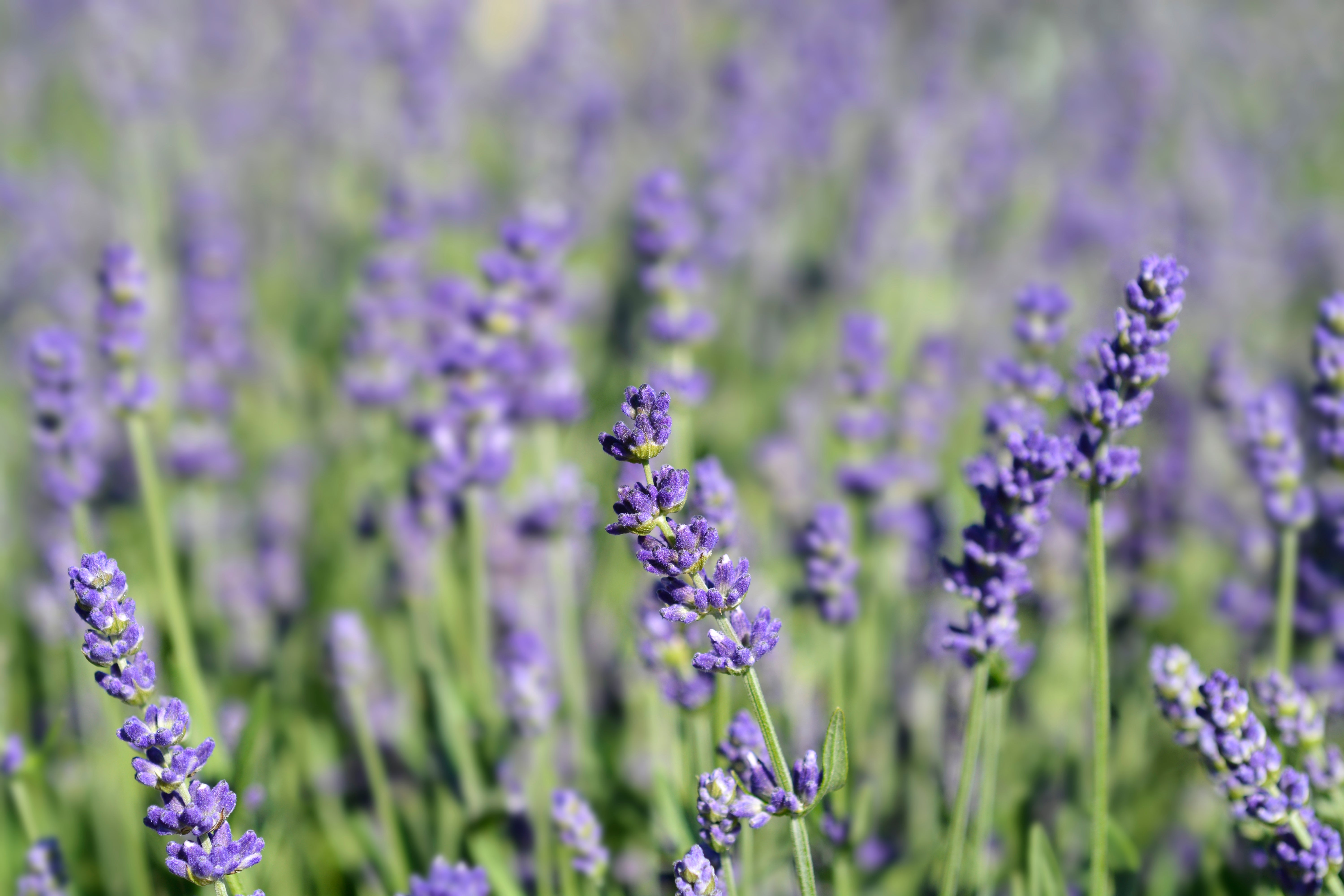 Lavender ' Essence Purple' (PBR) - sold out for 2024 - John Cullen Gardens